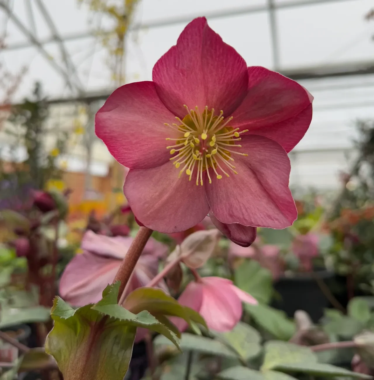 Add a Pop of Pink: February-Blooming Plants for Your Garden