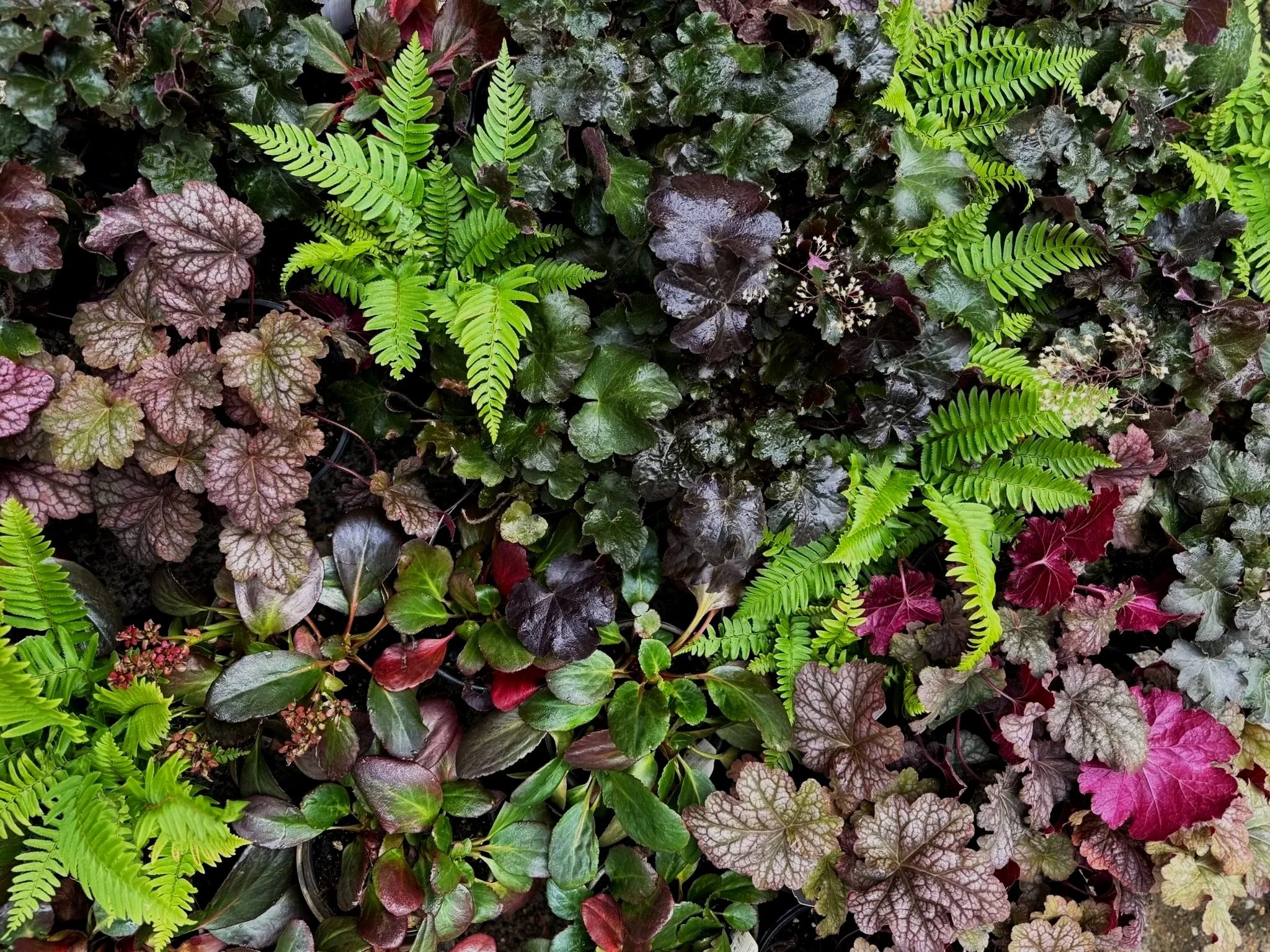 Bradley shade garden plants.jpg