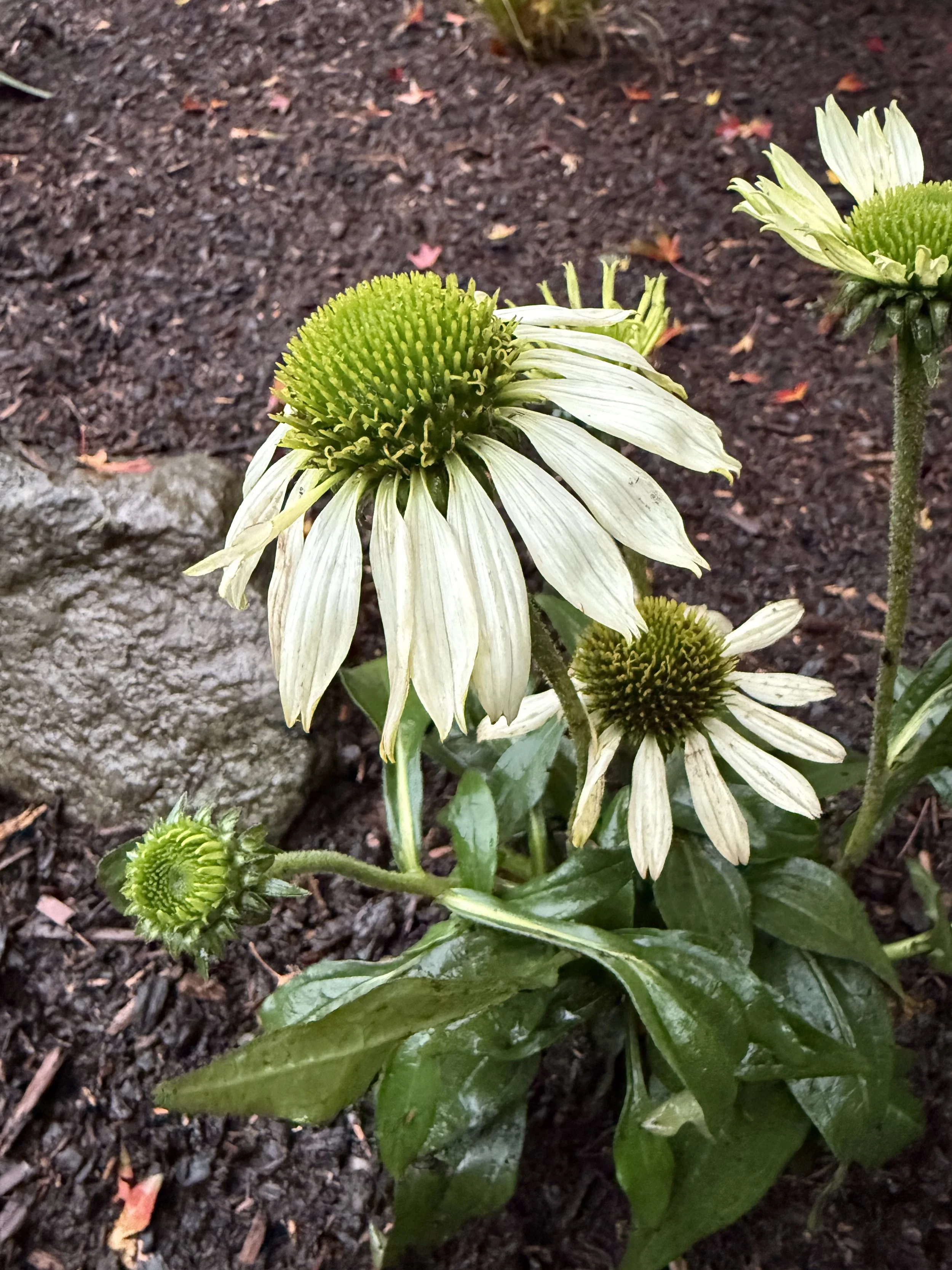 echinacea.jpeg