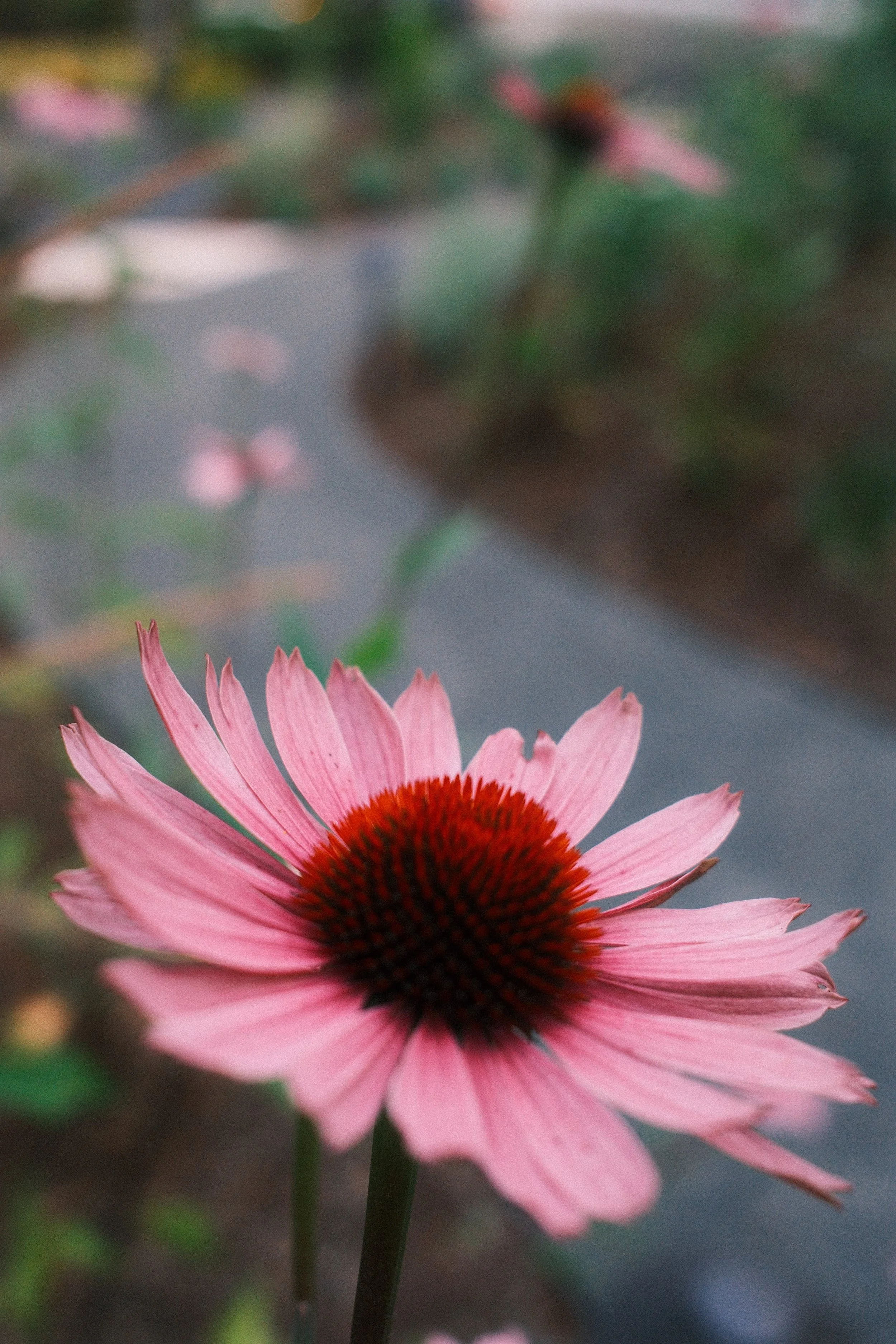 reichle echinacea path 2.JPEG