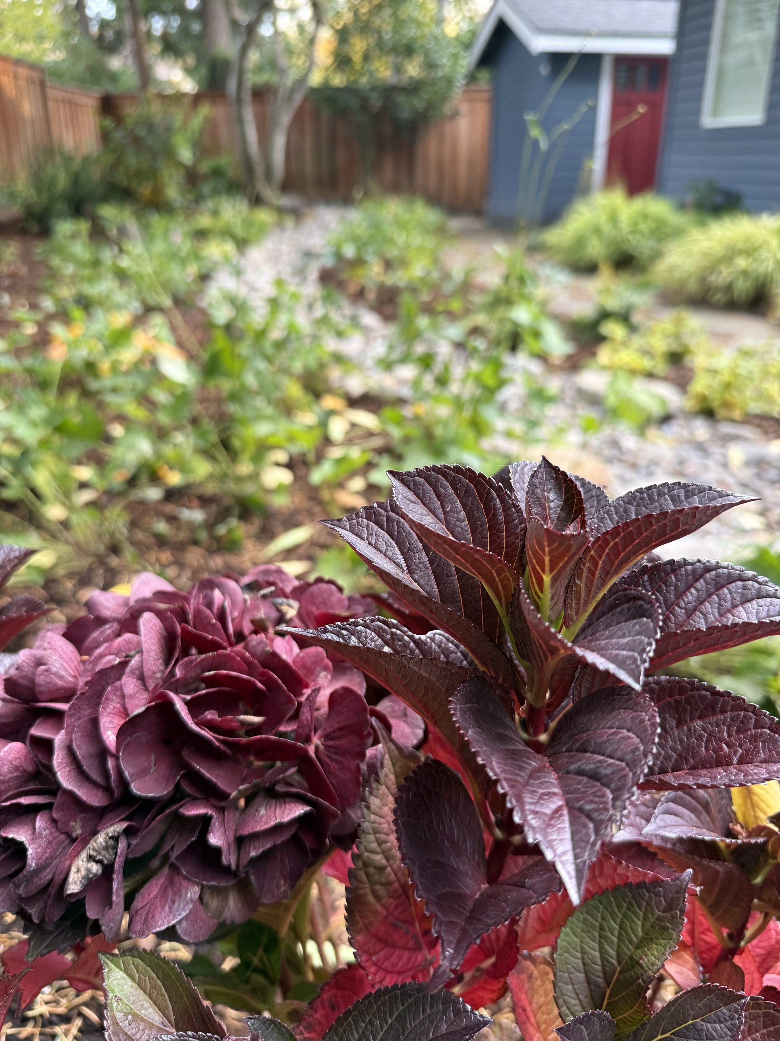 Slickers- hydrangea.jpg