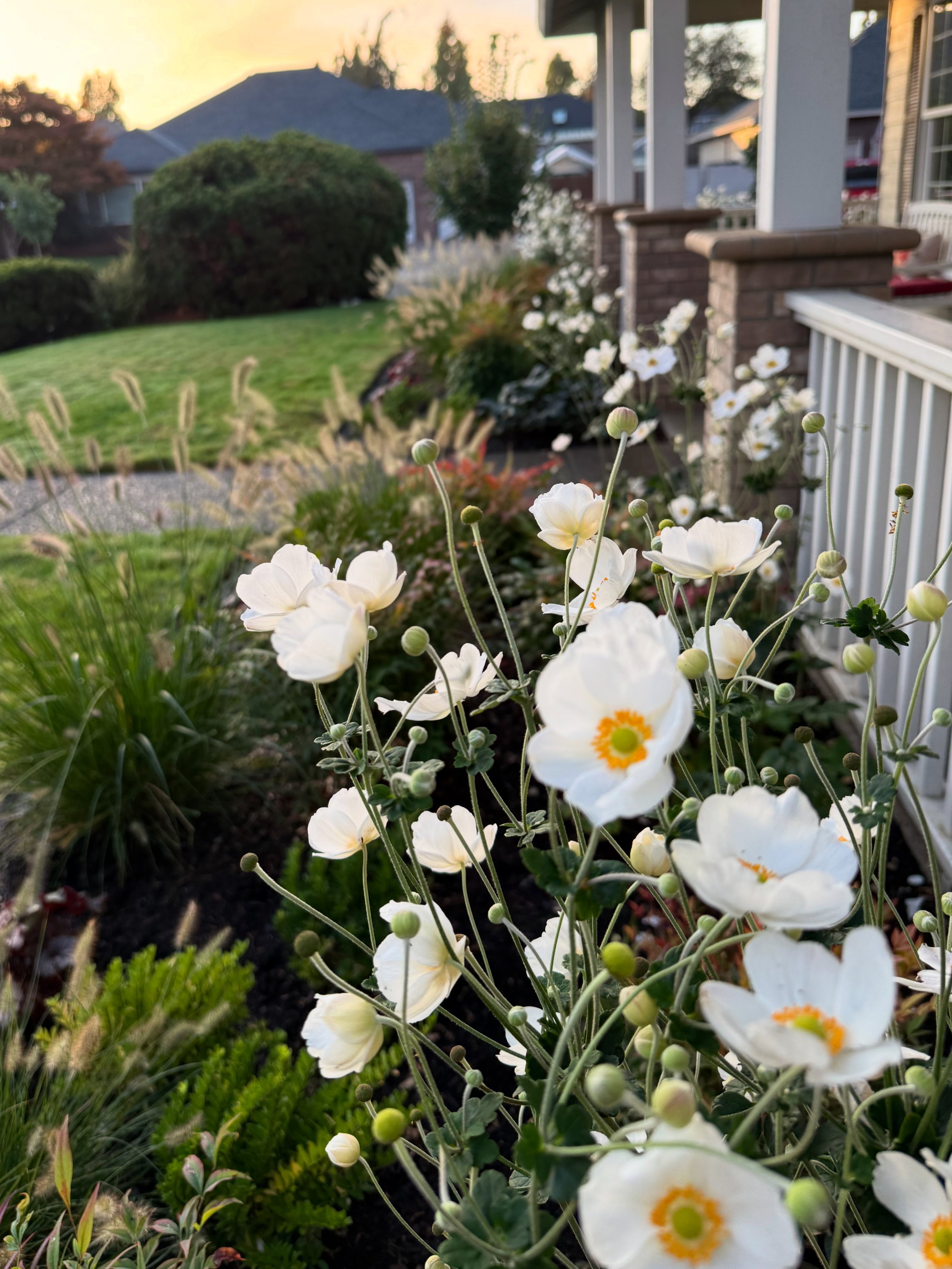 Mahar Anemones.JPG