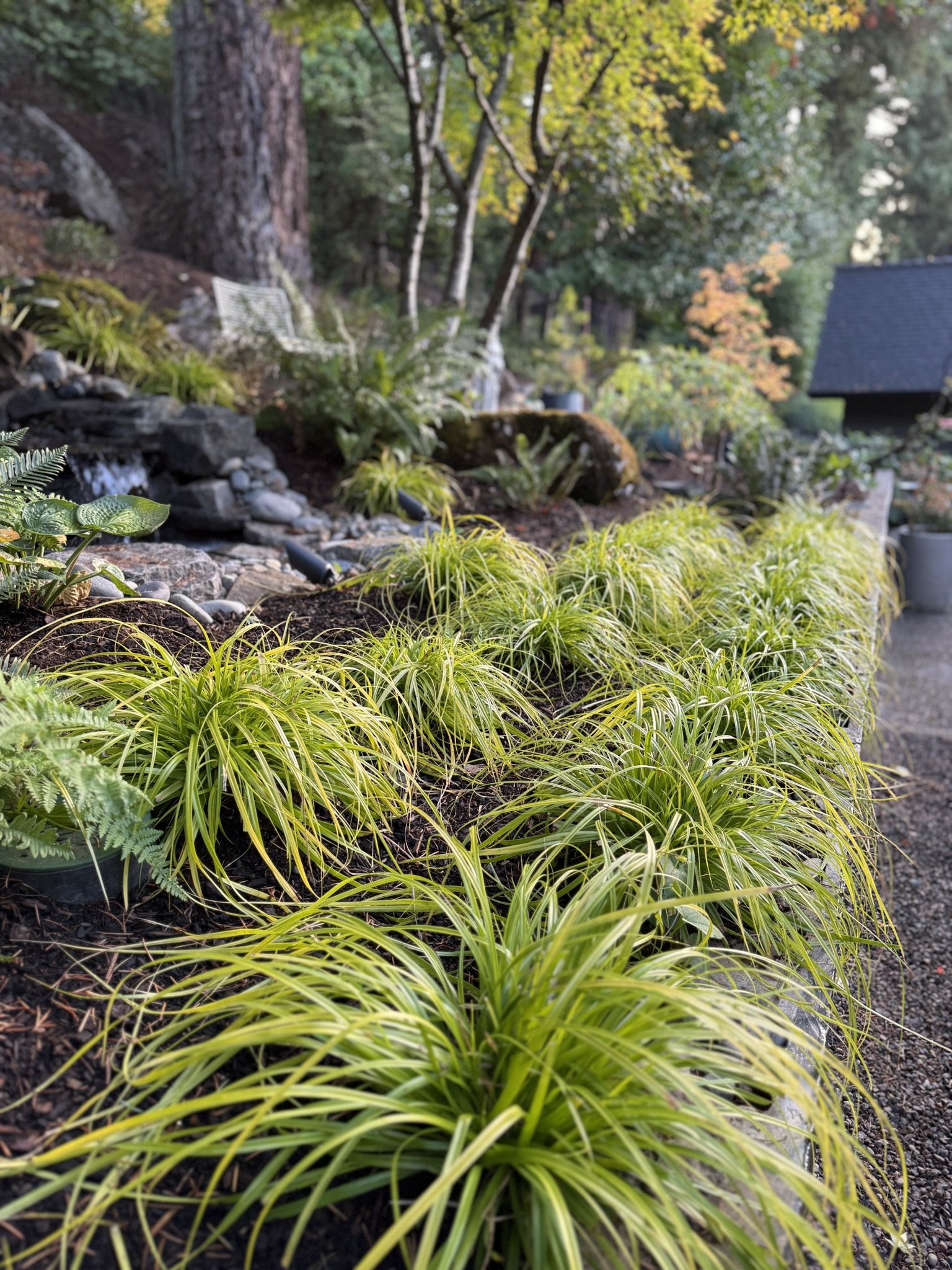 Gonzales grasses.JPEG