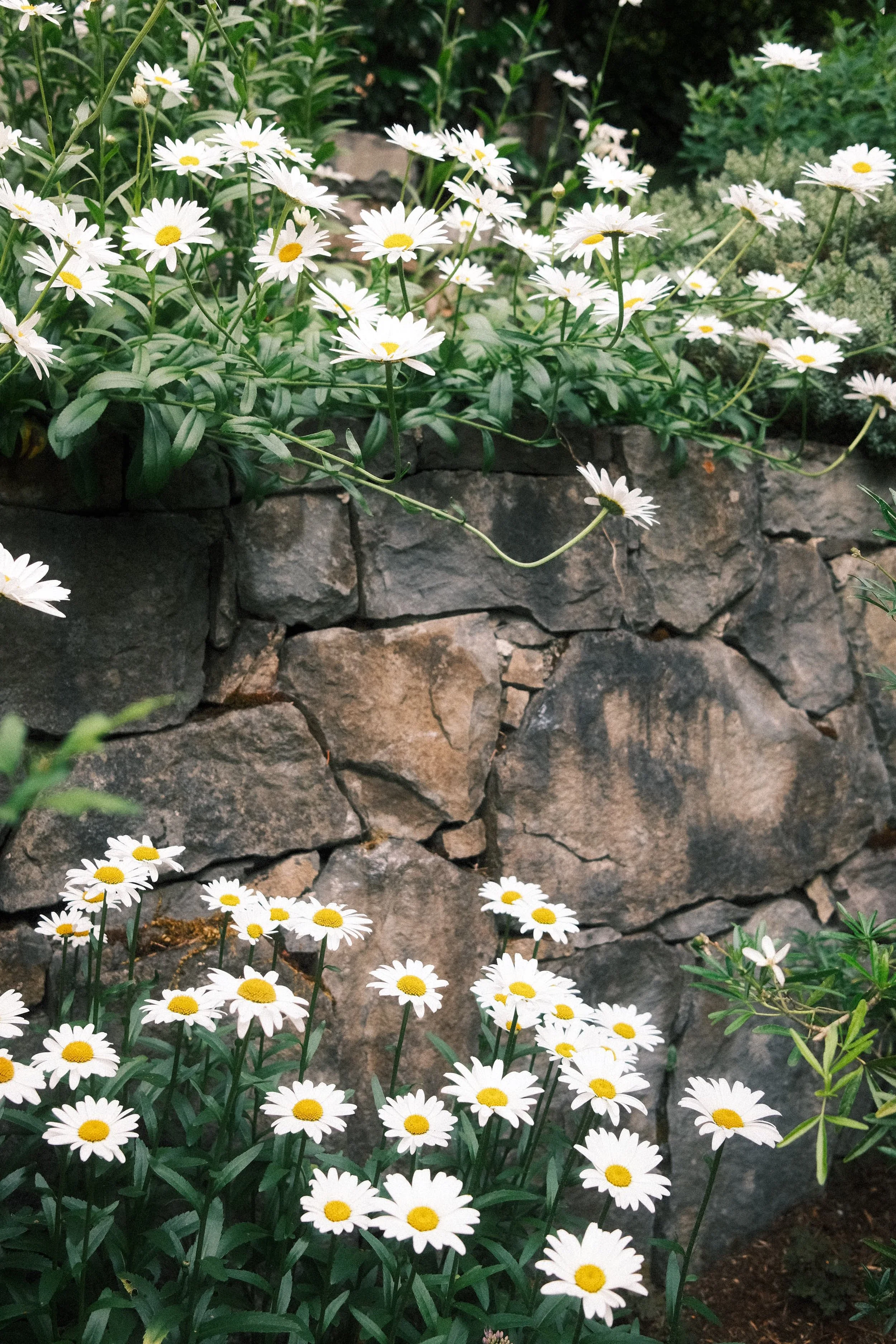 Reichle daisies backyard.JPEG