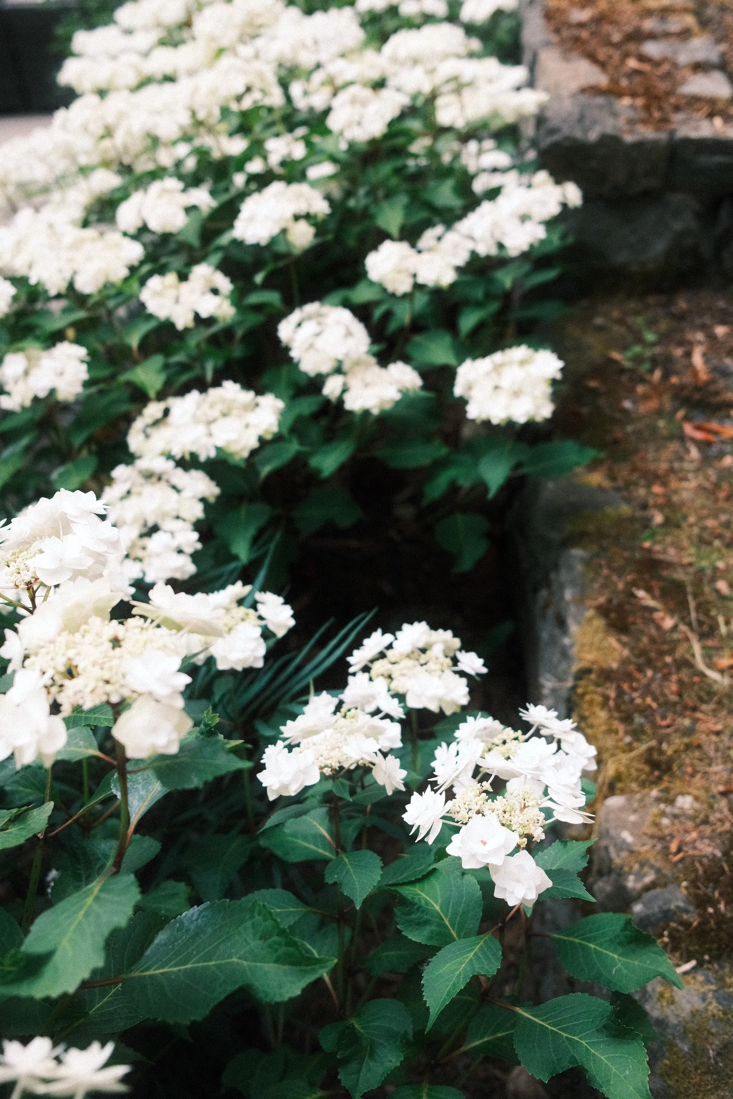Reichle white hydrangeas.JPEG