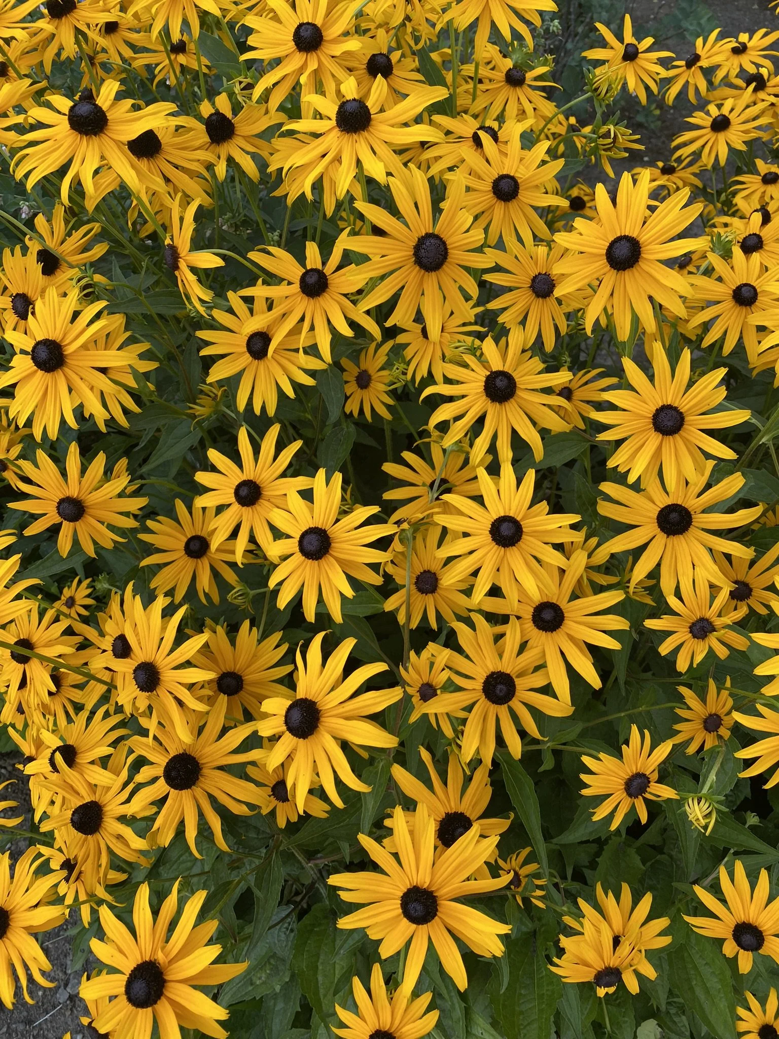 black eyed susan.JPEG