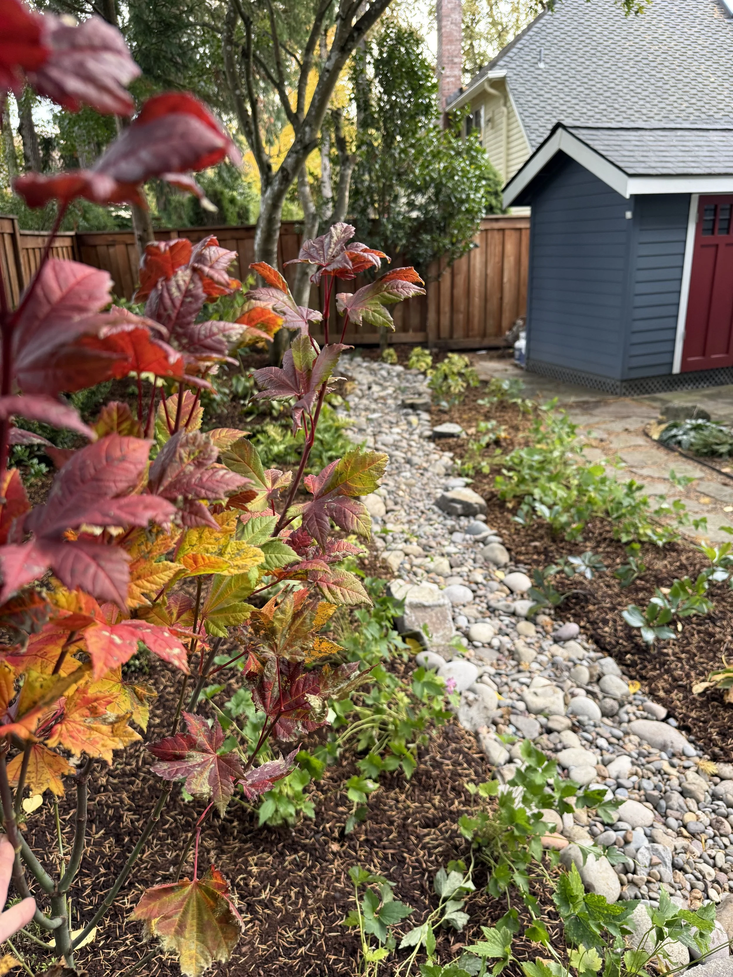 Slickers- Vine maple.jpg