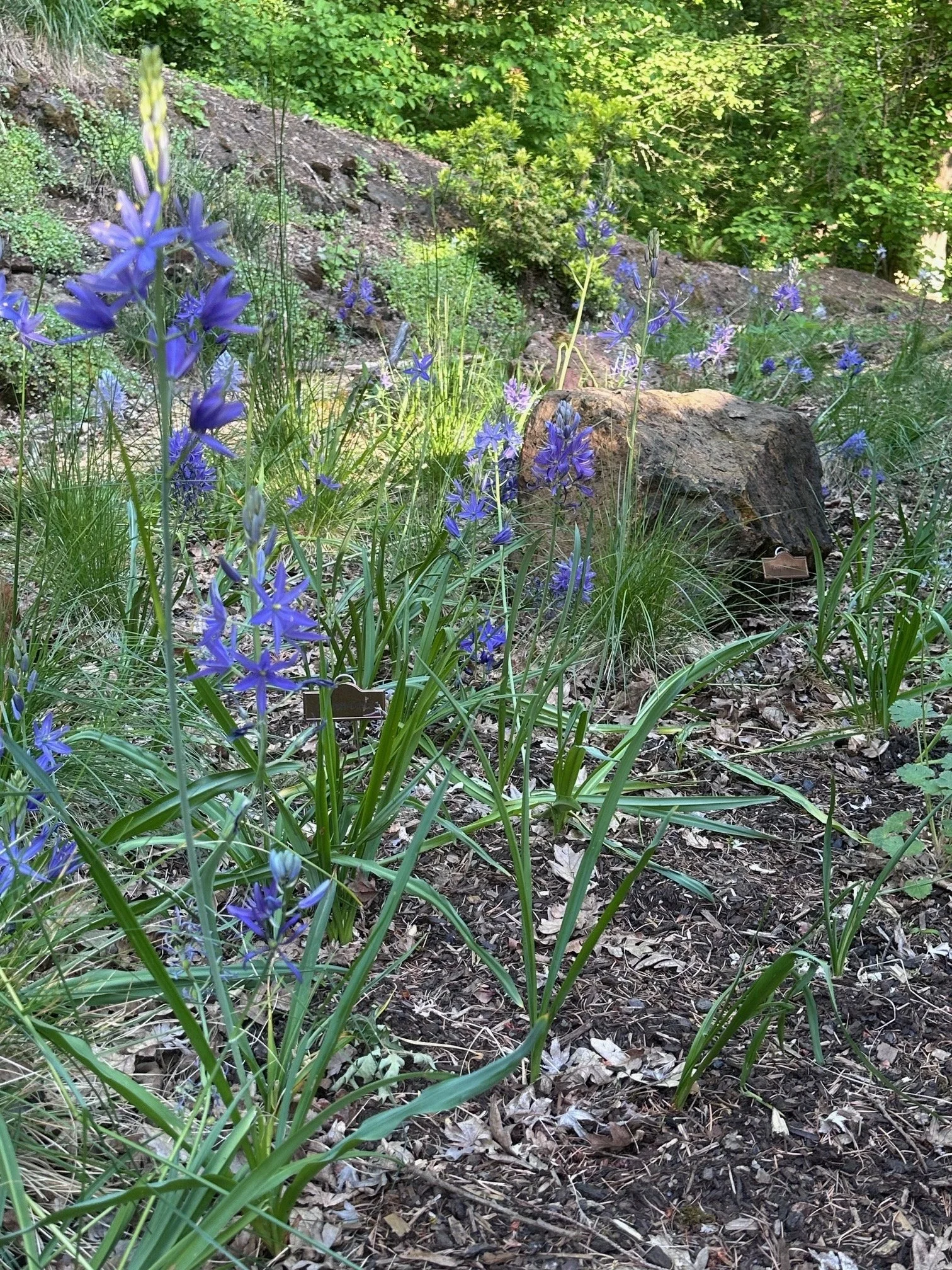 Native garden camassia.JPEG