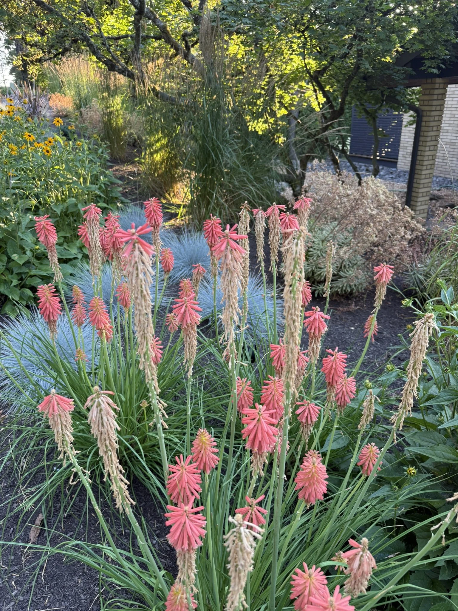 McDowell red hot poker.JPEG