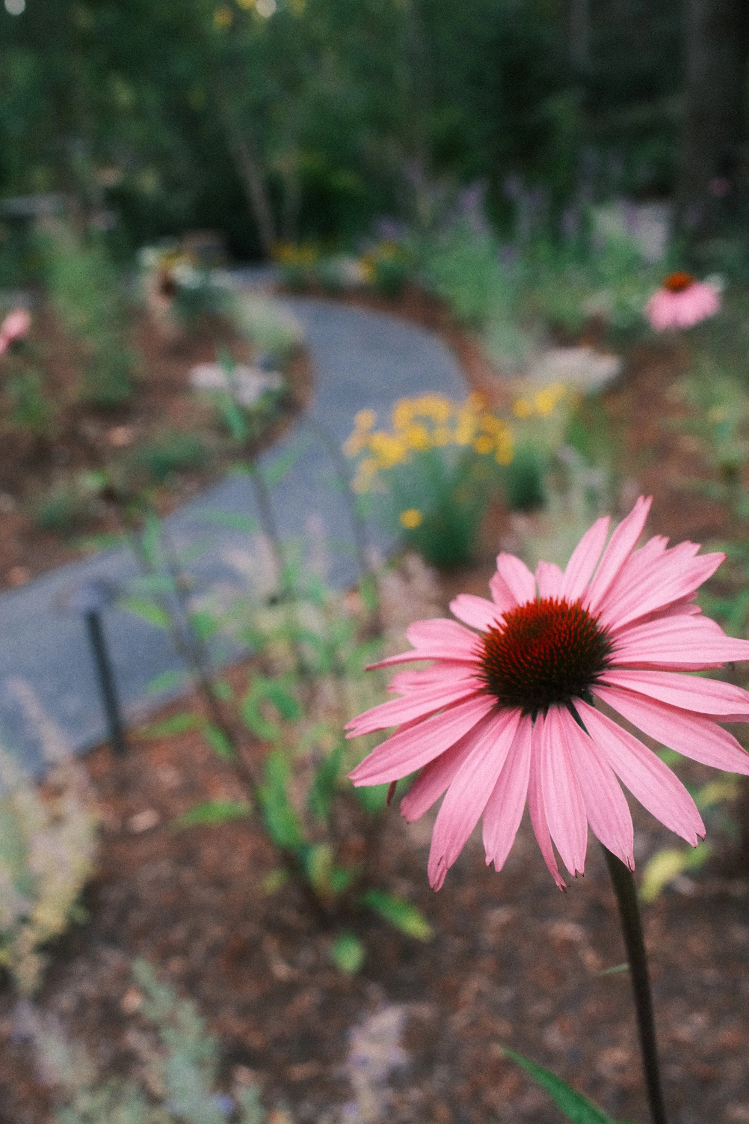 Reichle echinacea path.JPEG