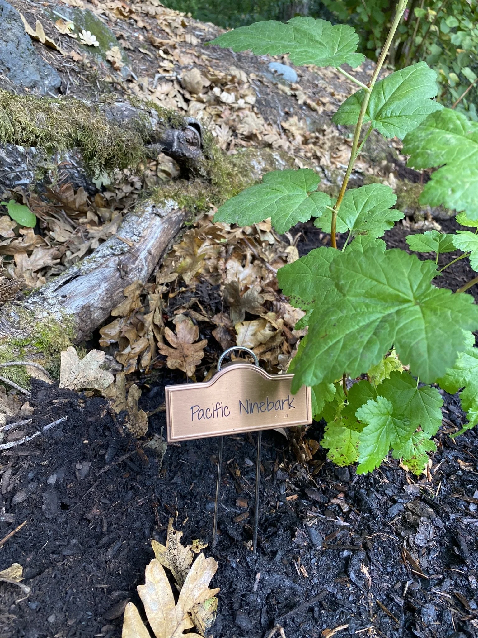 native garden (1).JPEG