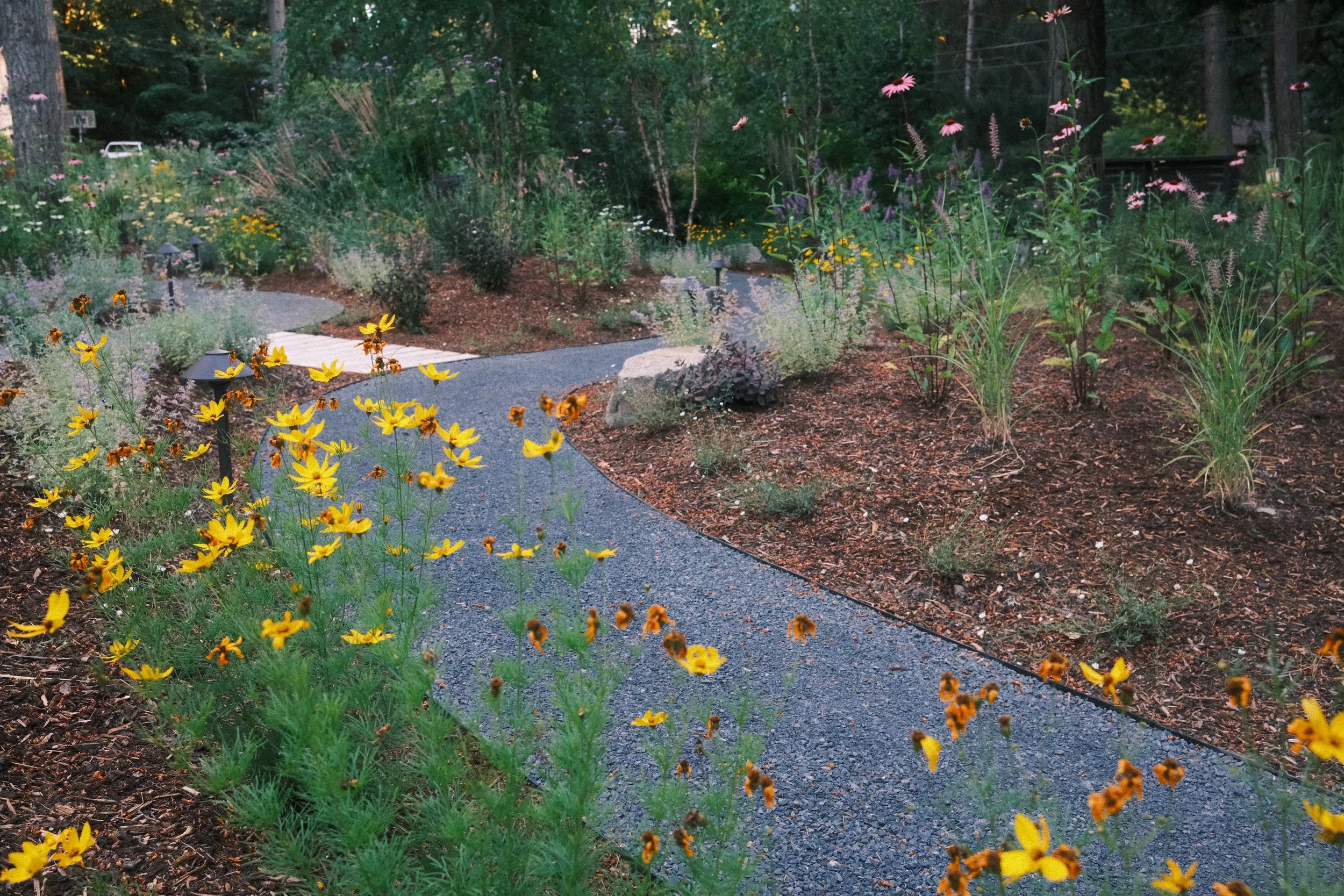 Reichle coreopsis path.JPEG