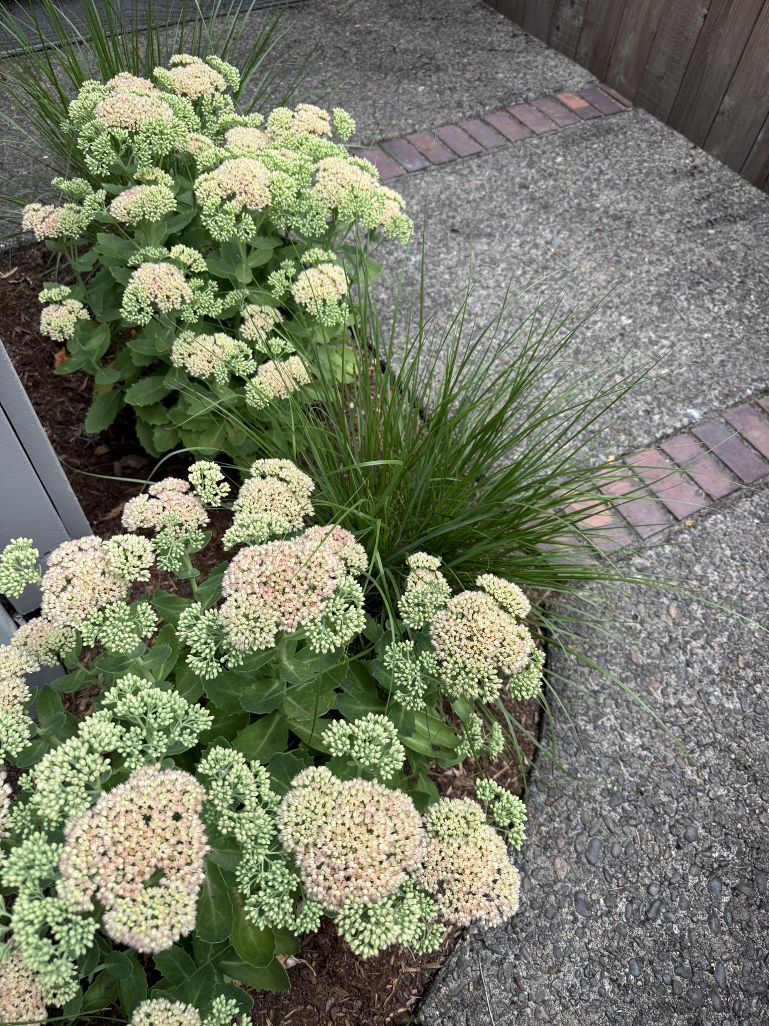 Amann sedum and grass.JPEG