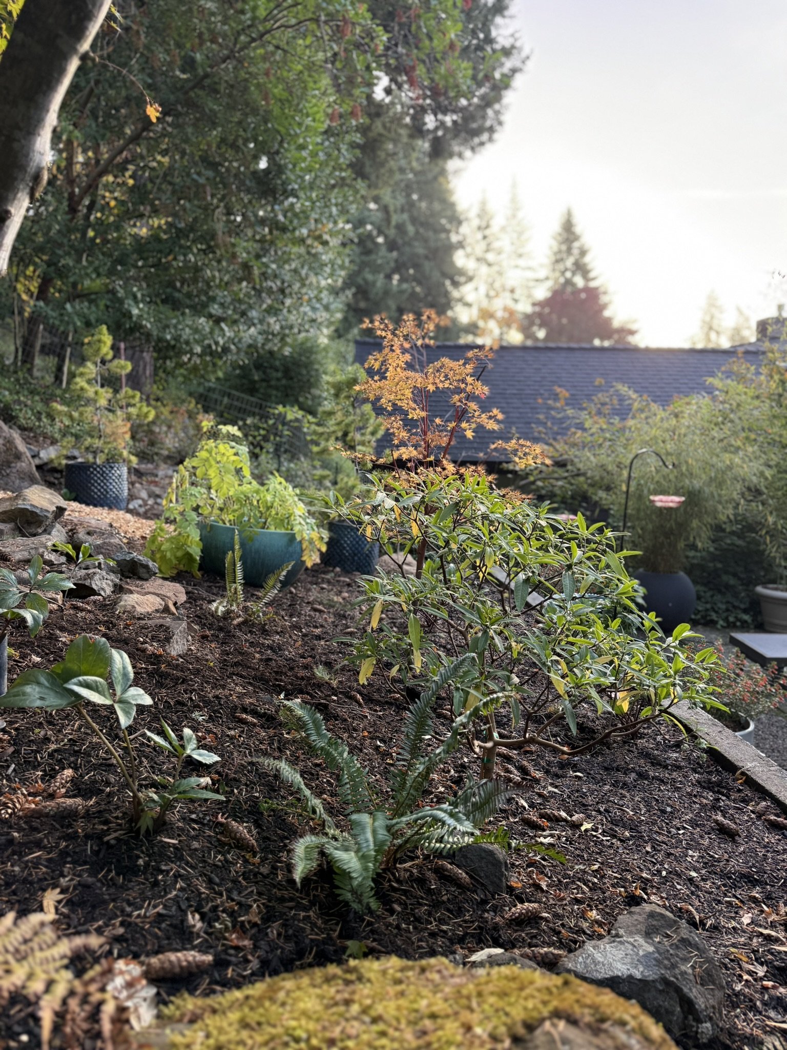 gonzales edgeworthia.JPEG