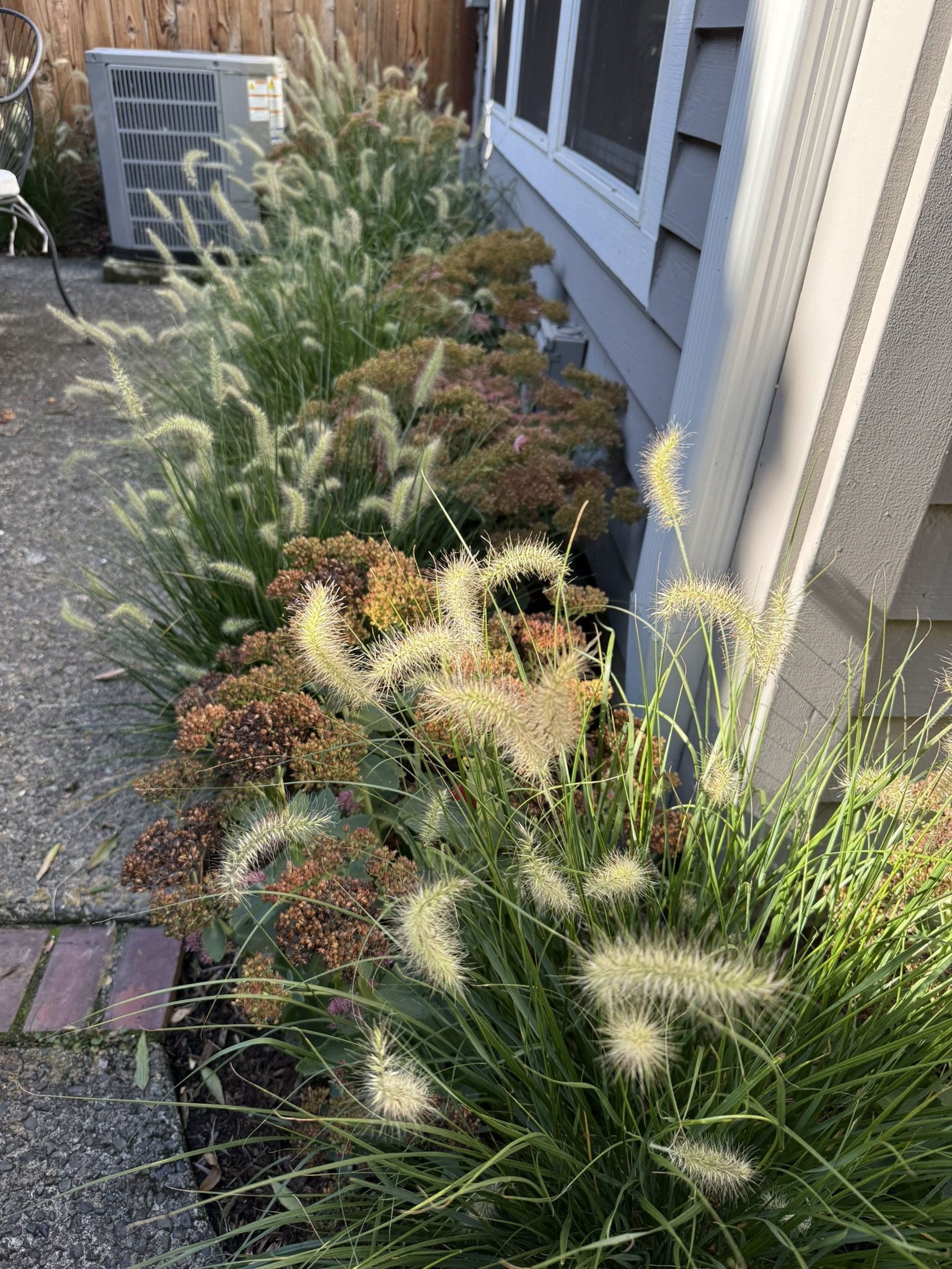 Amann grass and sedum.JPEG