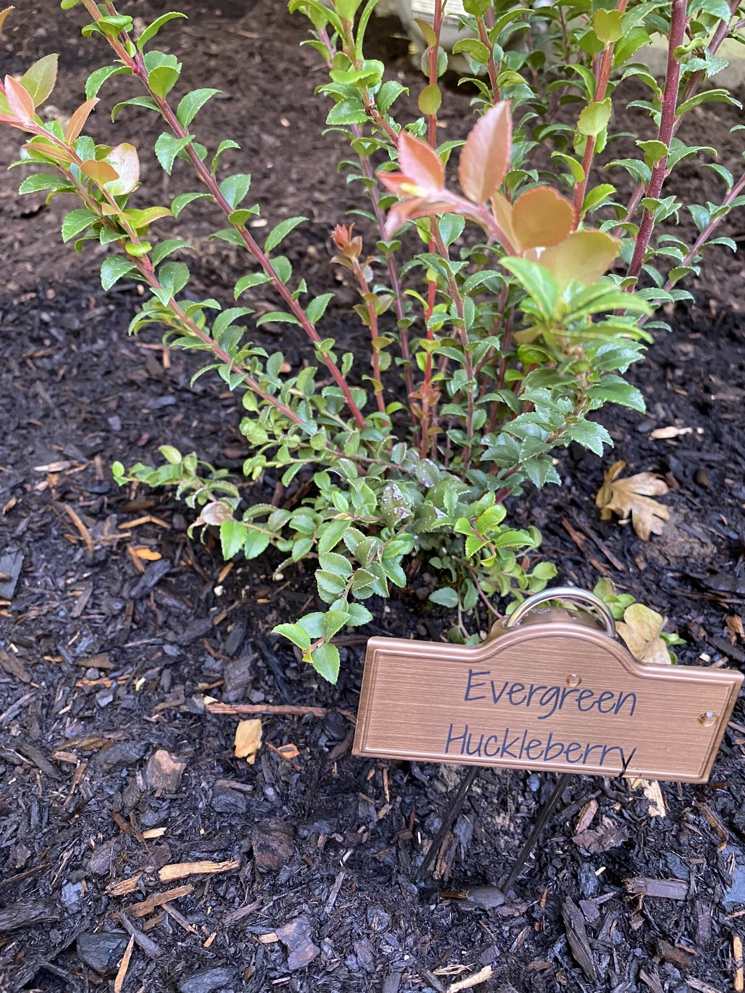 native garden 2.JPEG