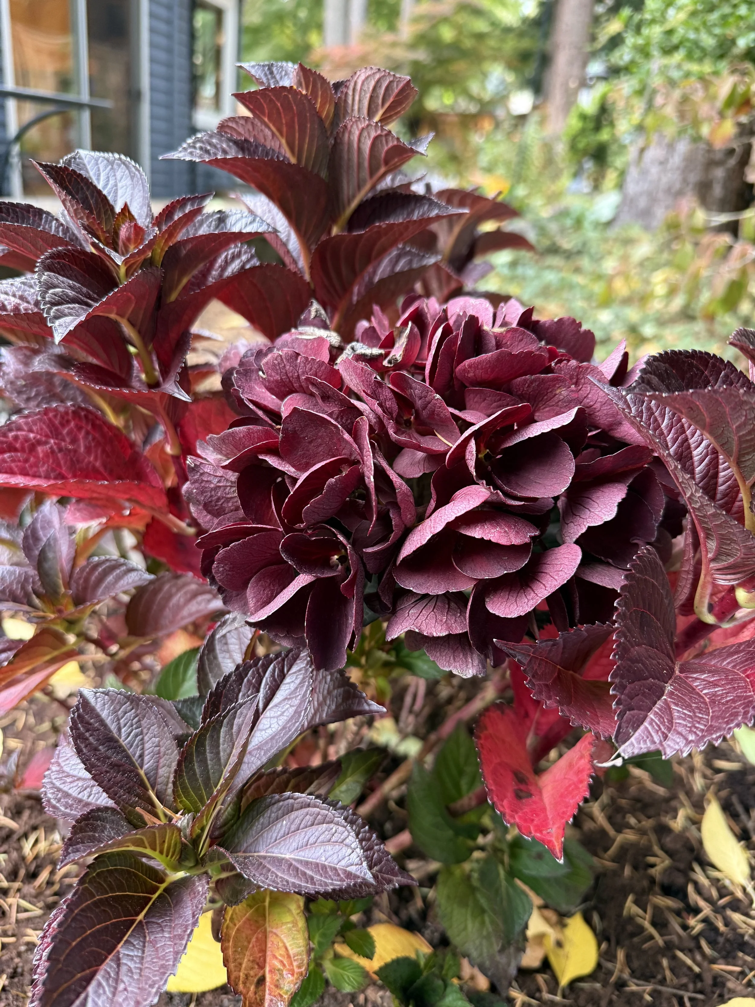 slickers-hydrangea 2.jpg