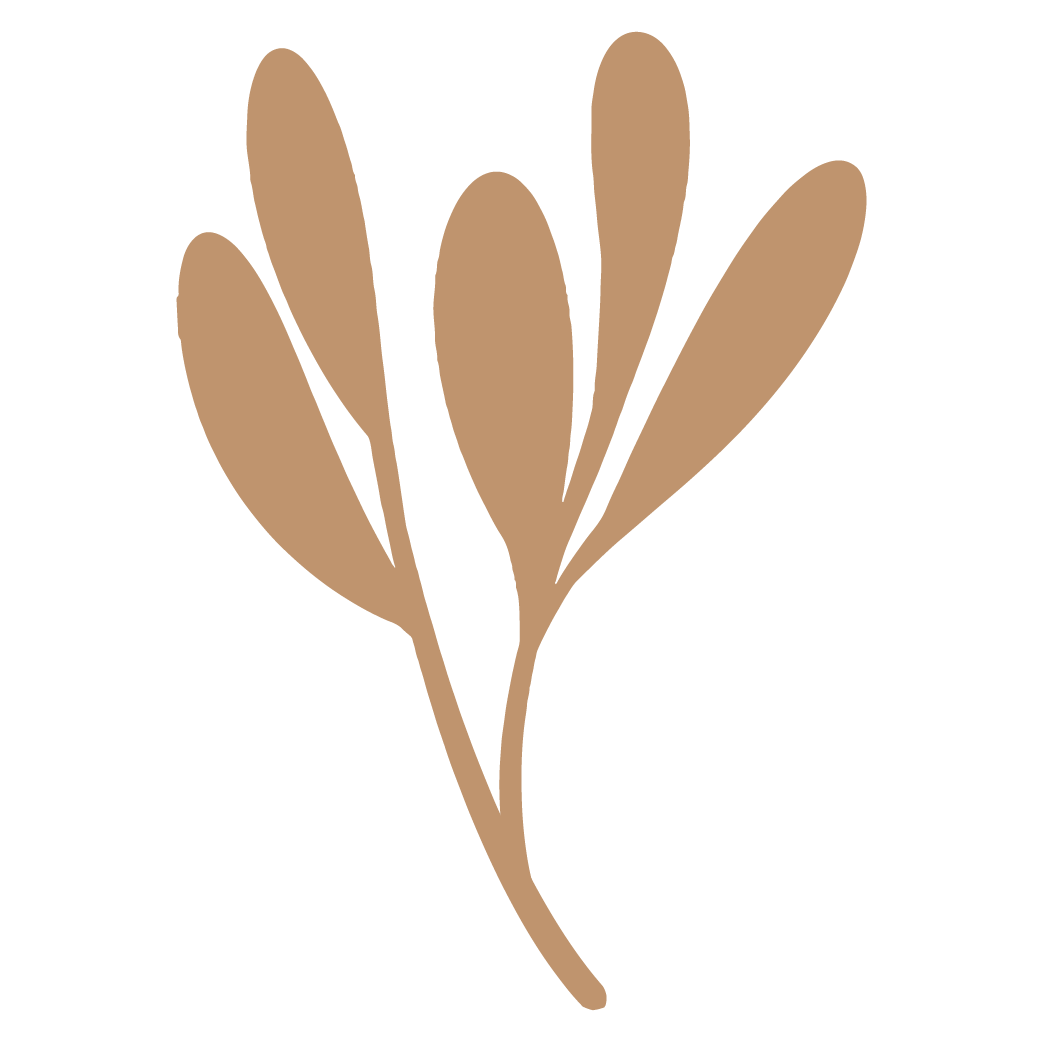 Illustration of a brown hand-drawn branch with four elongated leaves.