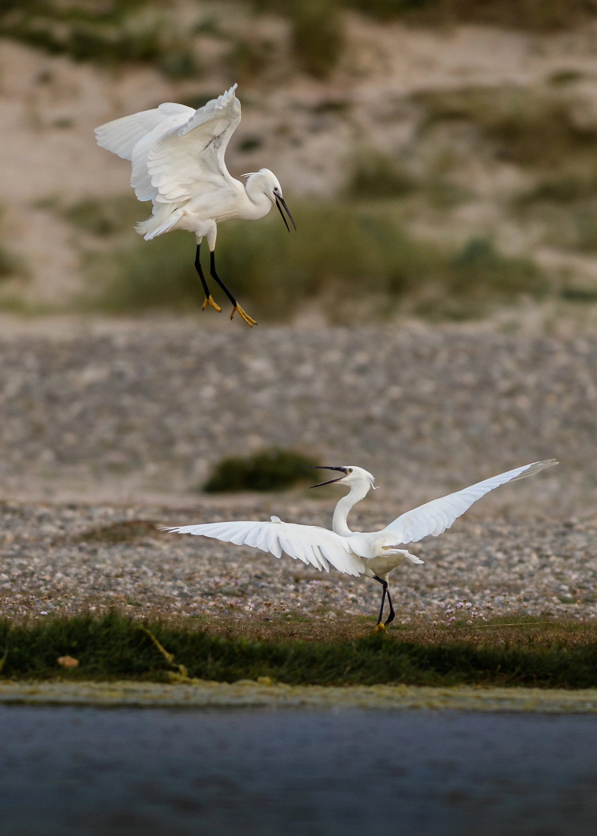 Little Egret-20240606-1.jpg