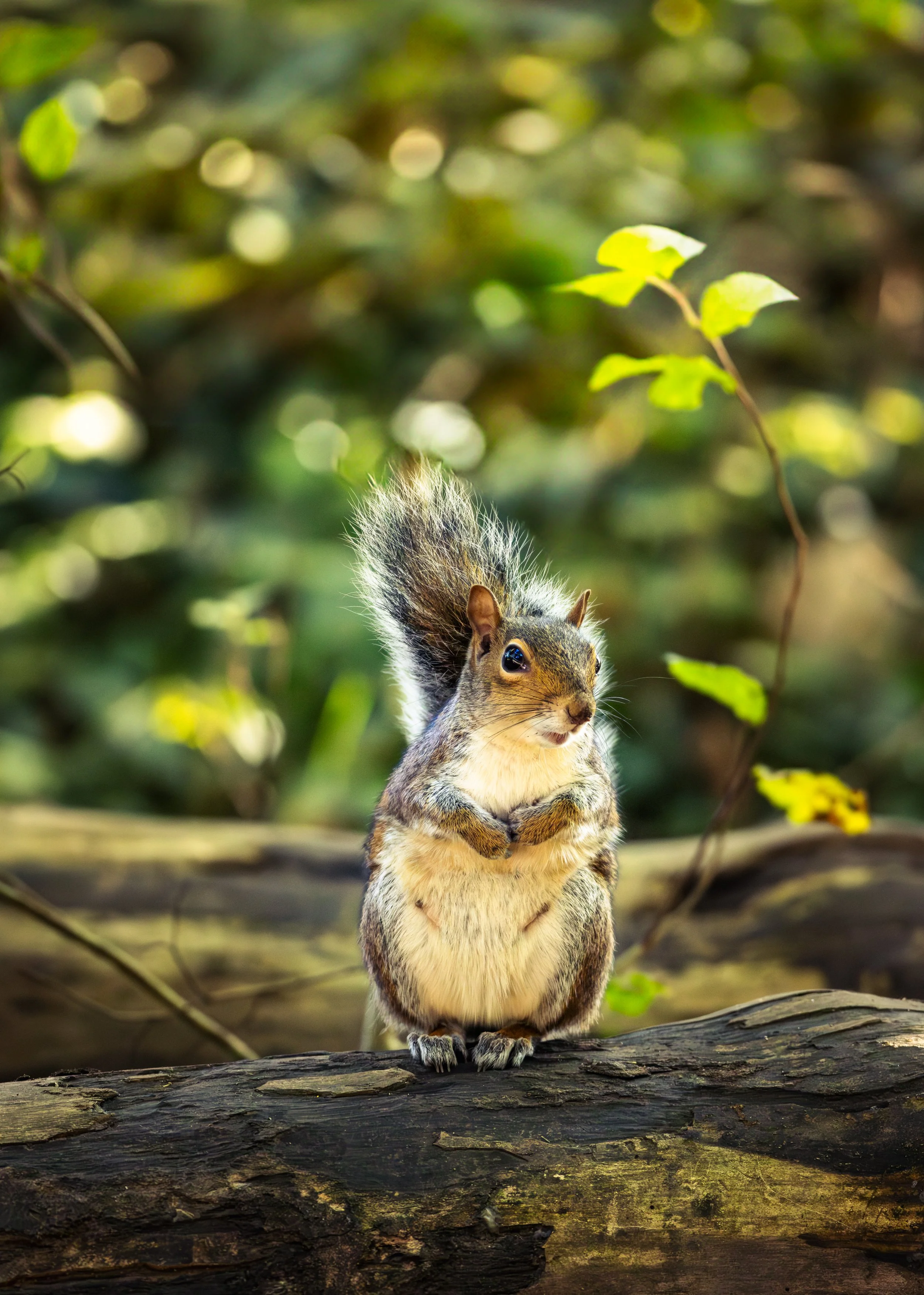 The Woodland Gentleman

On the outskirts of a forest, a grey squirrel stands alert but unafraid atop a fallen log, bathed in the soft evening sun, highlighting both the caution and curiosity of this woodland resident. His composed upright posture and