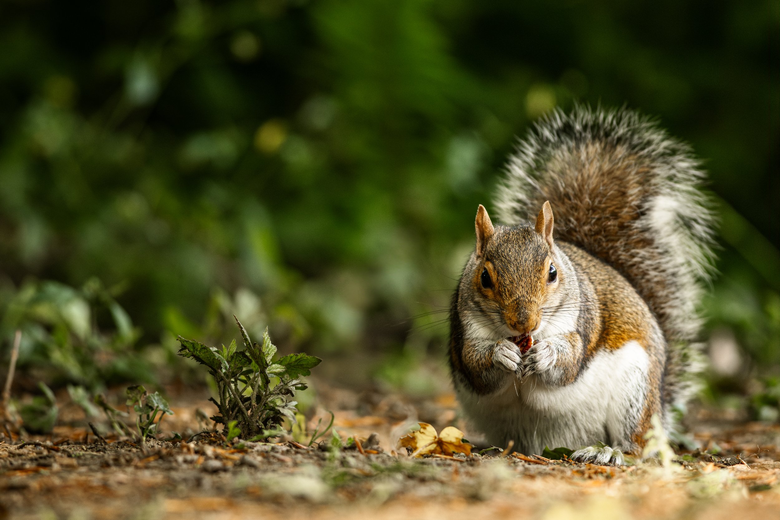 Forest Forager 72ppi.jpg