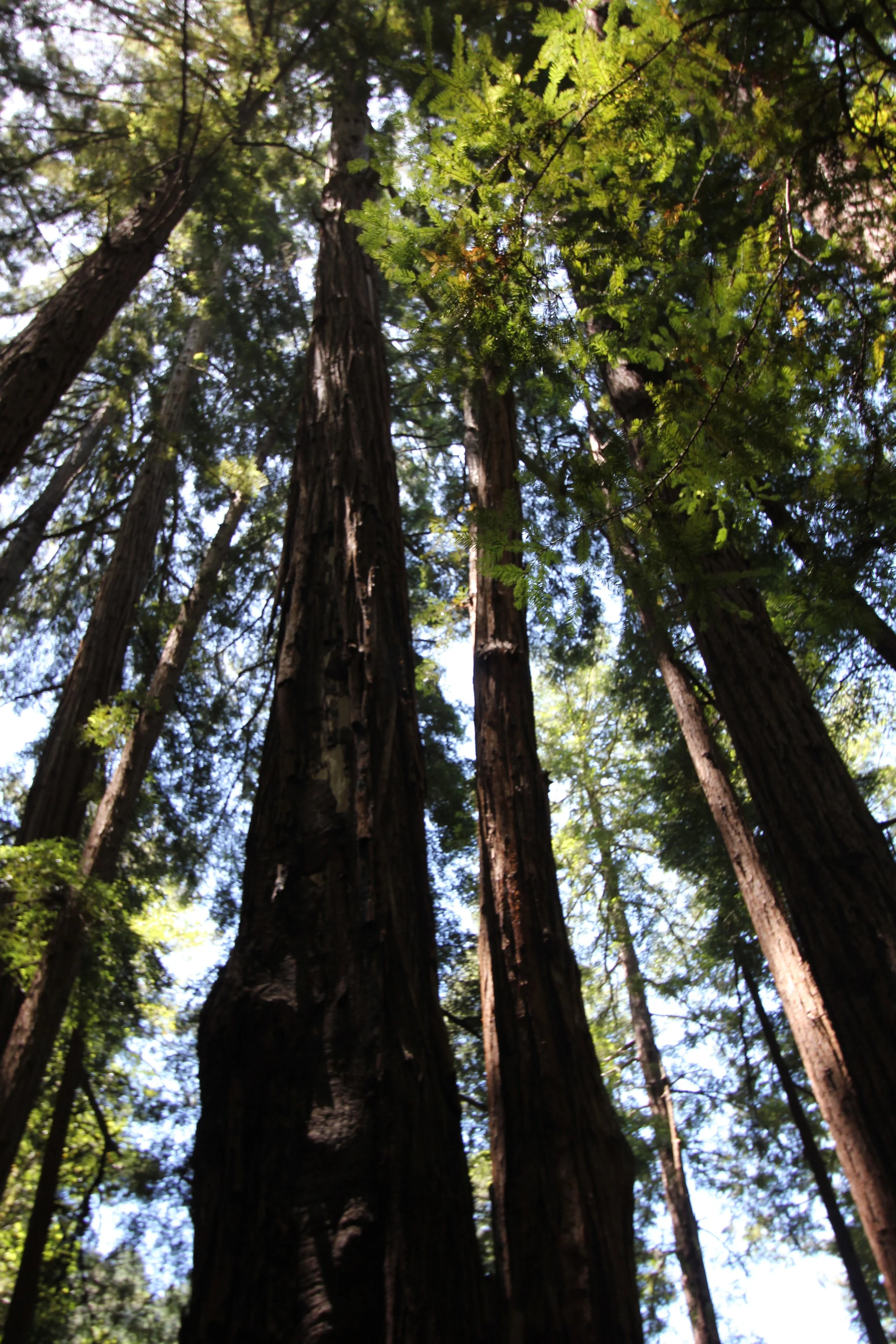Looking up at tall redwood trees with green foliage and a partly cloudy sky.