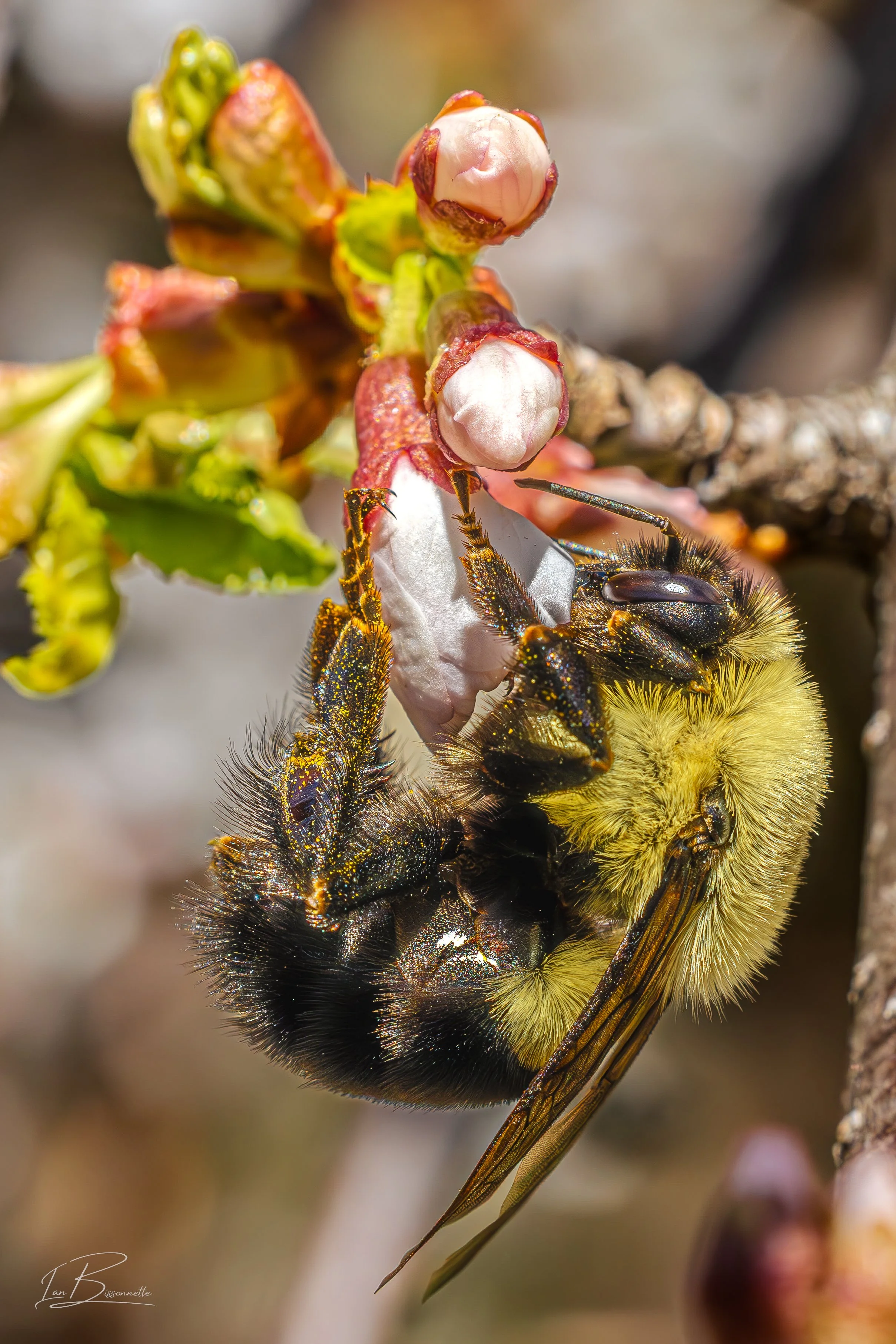 The Bees Knees