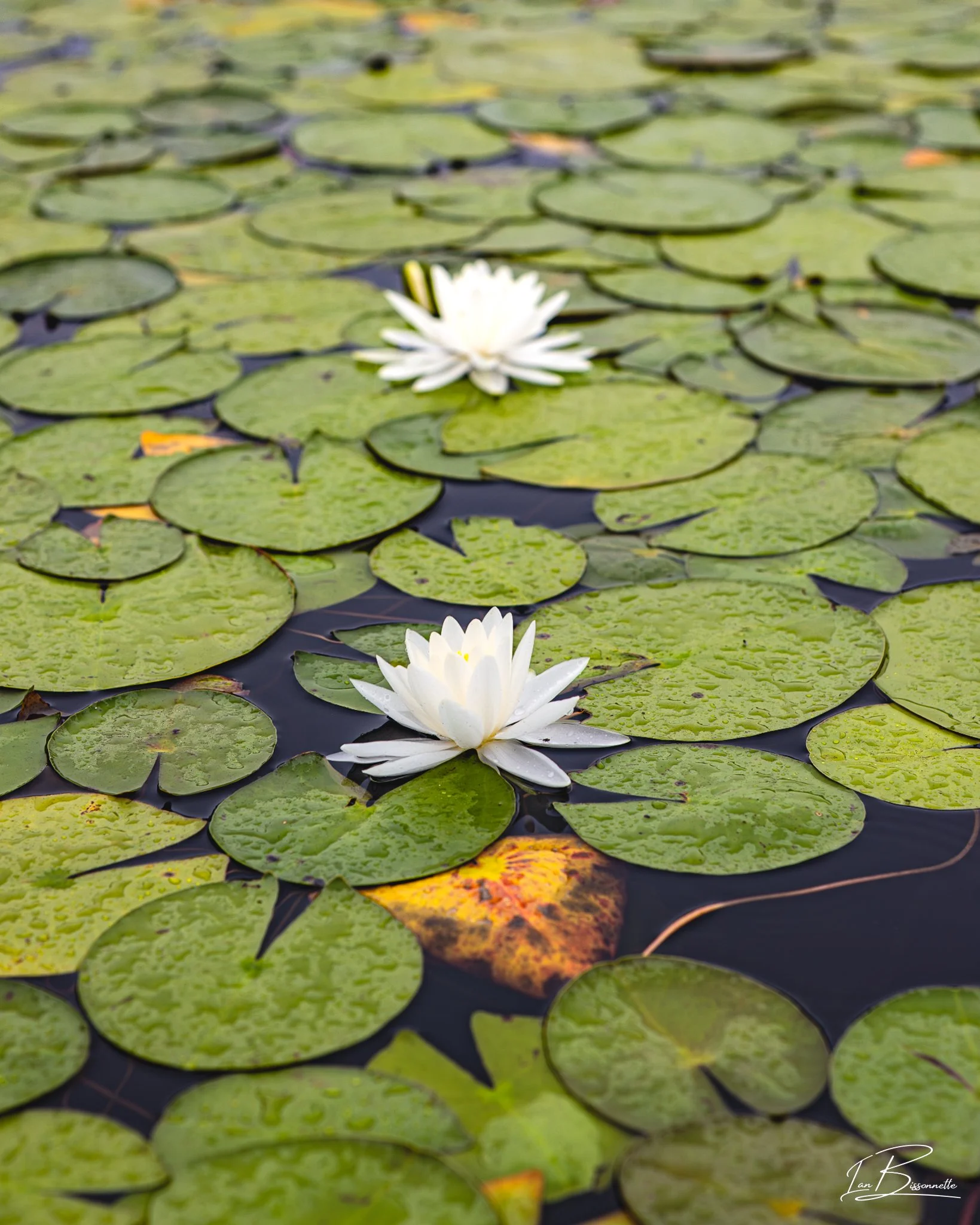 Double Lily