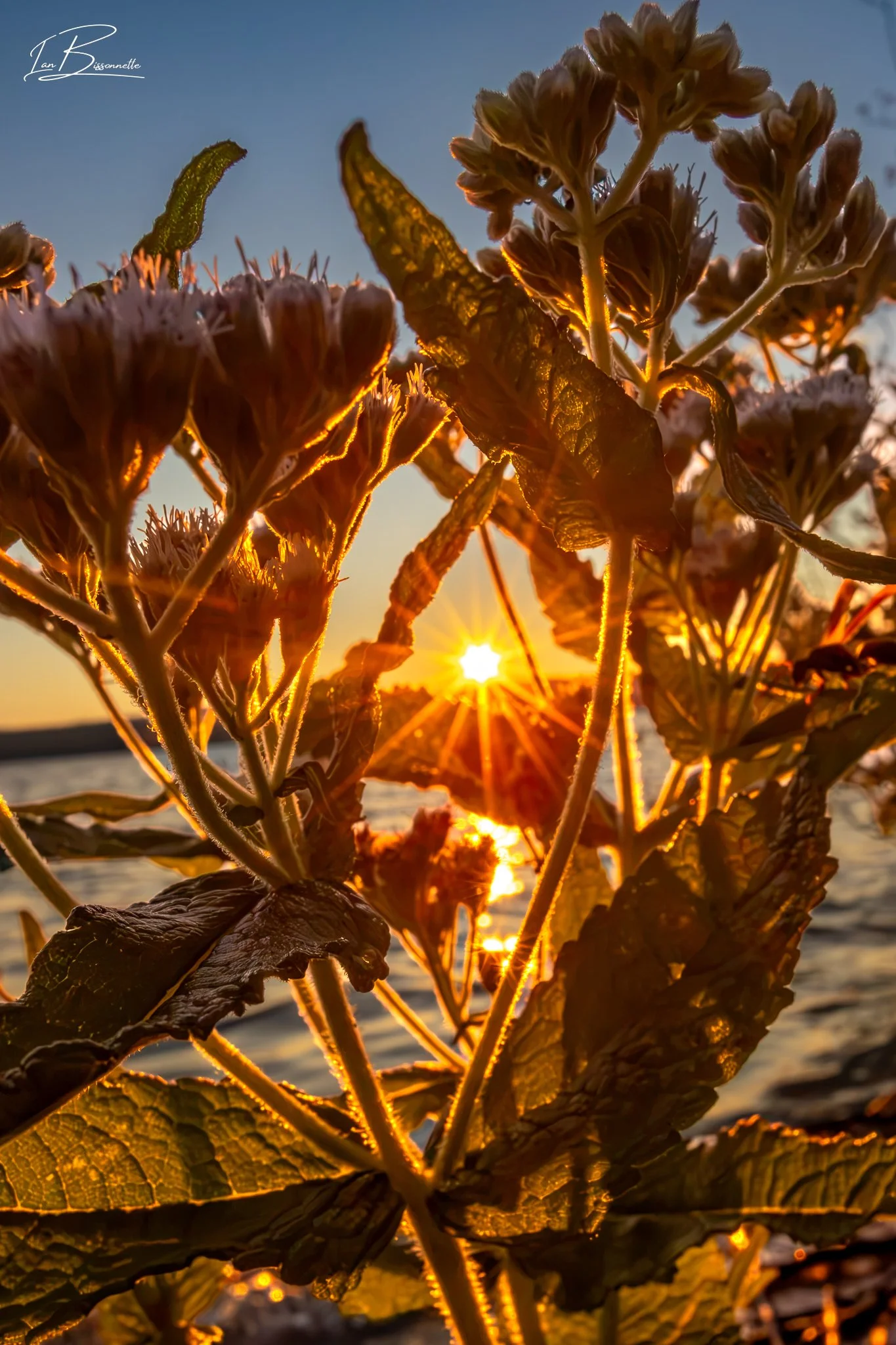 Boneset