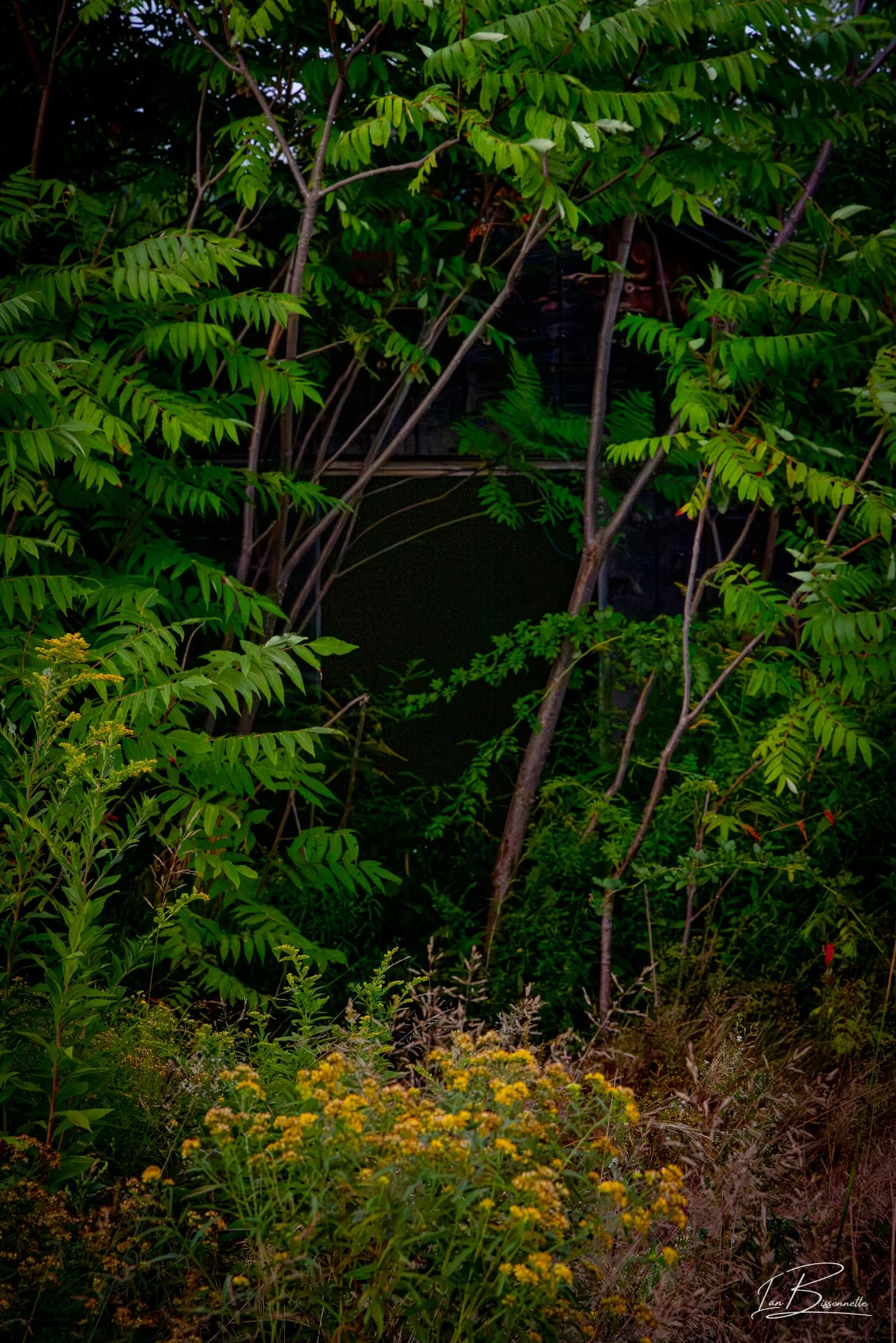 Into the Jungle