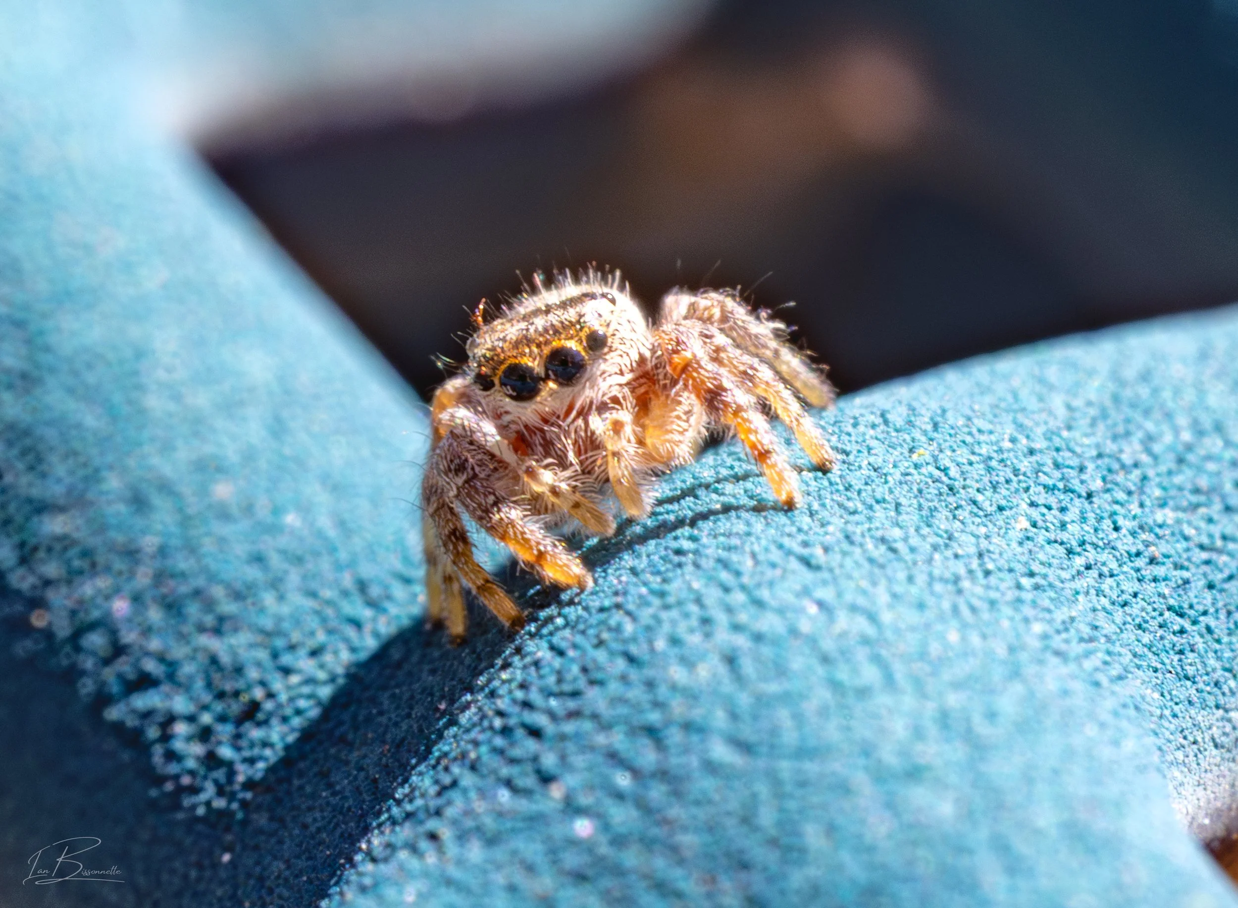 Macro Photography