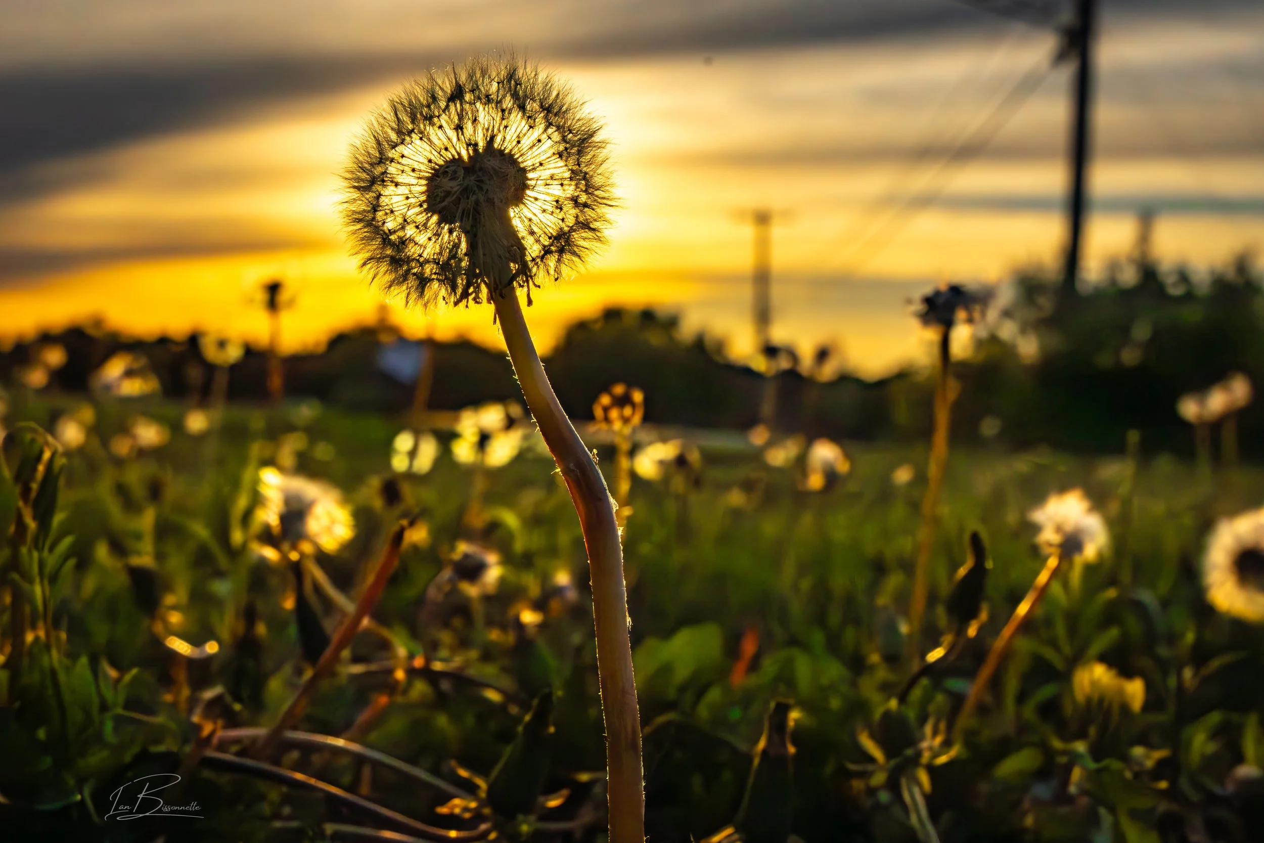 Blown away in a dandelion breeze