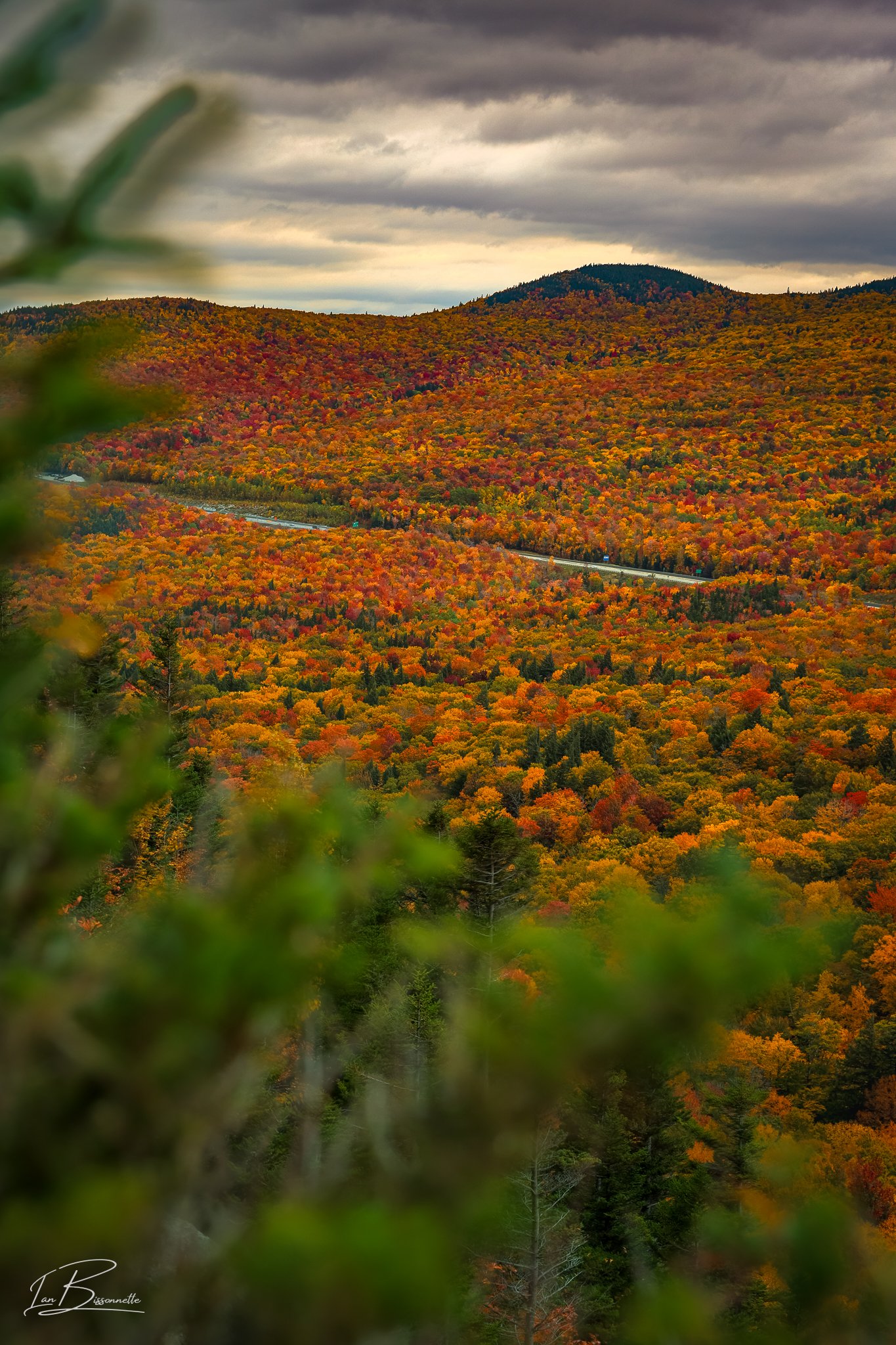 Fruty Pebble Trees - NH