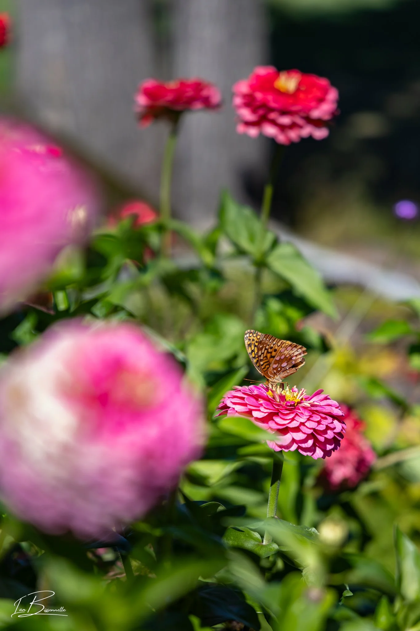 Butterfly 