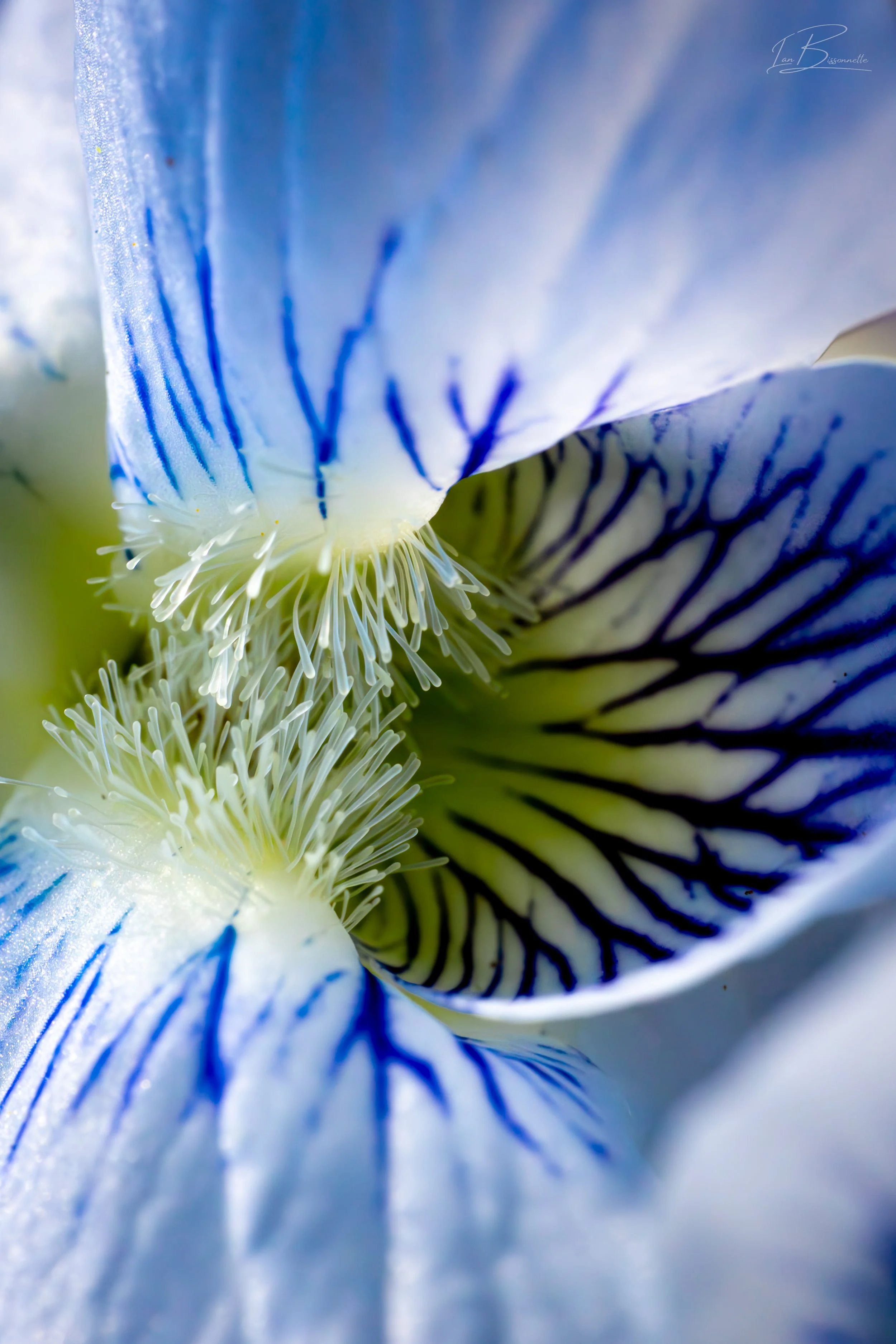 Veins of Velvet Viola