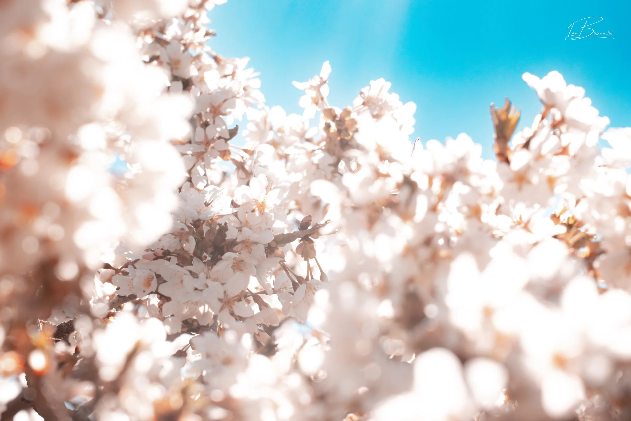 Flowers & Gardening