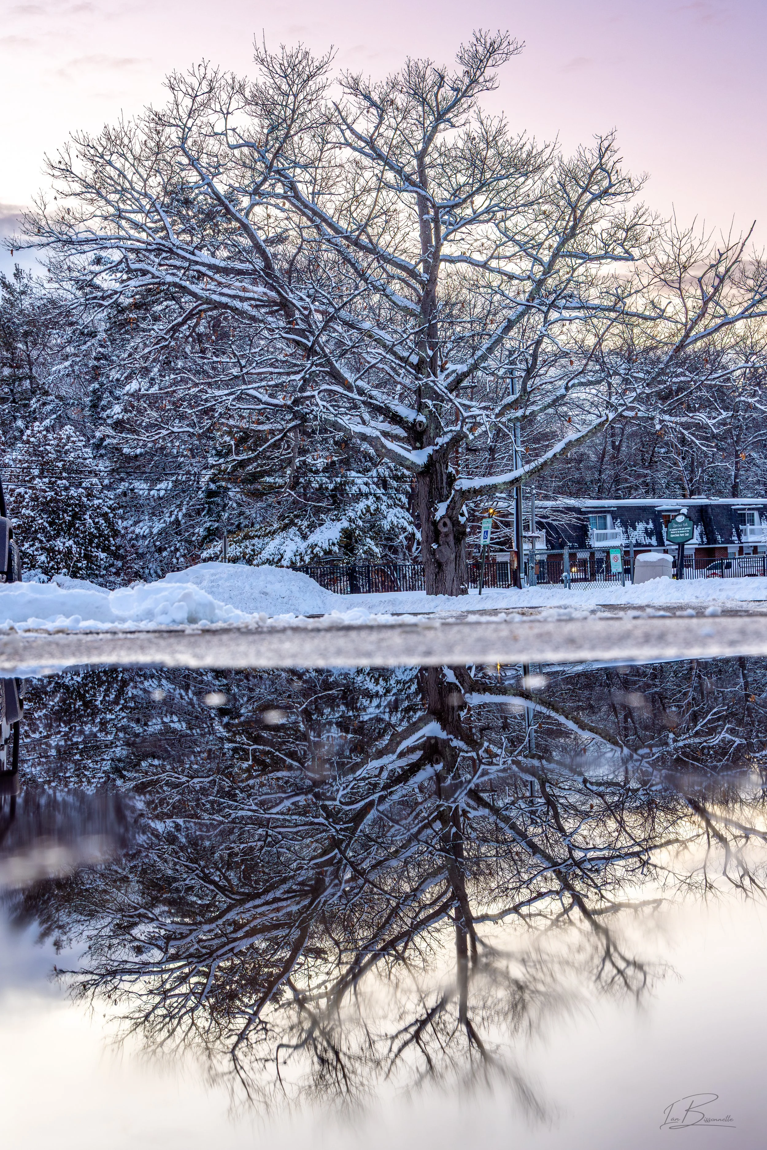 Opechee Snow Tree
