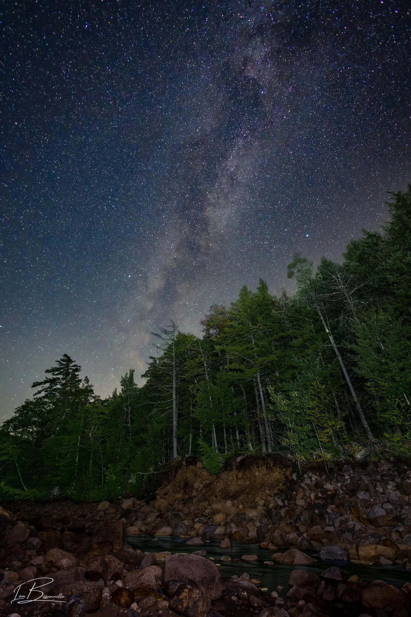 Milky Pines
