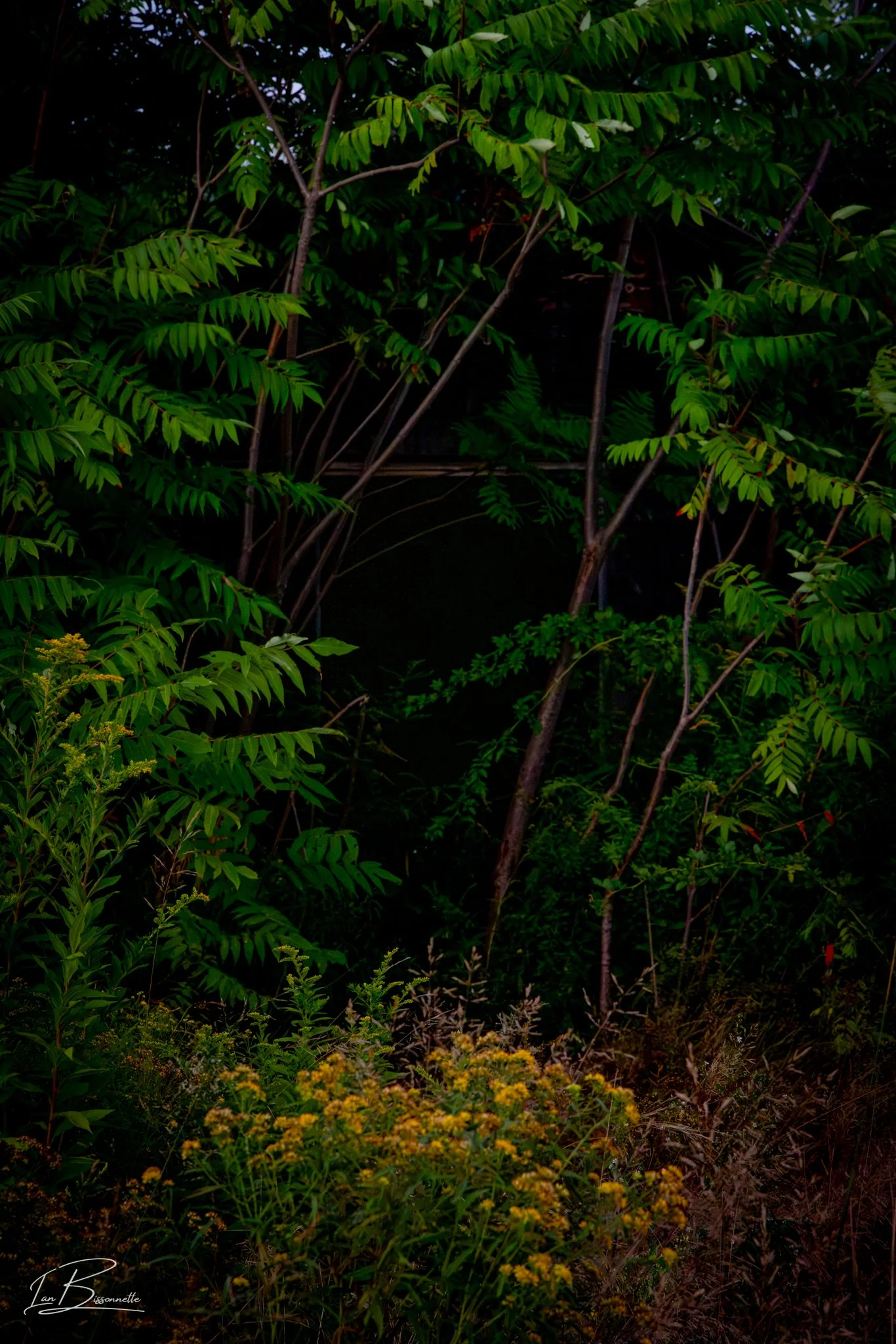 Into the Jungle 