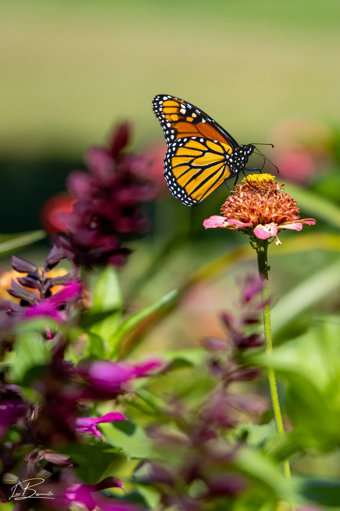 Monarch