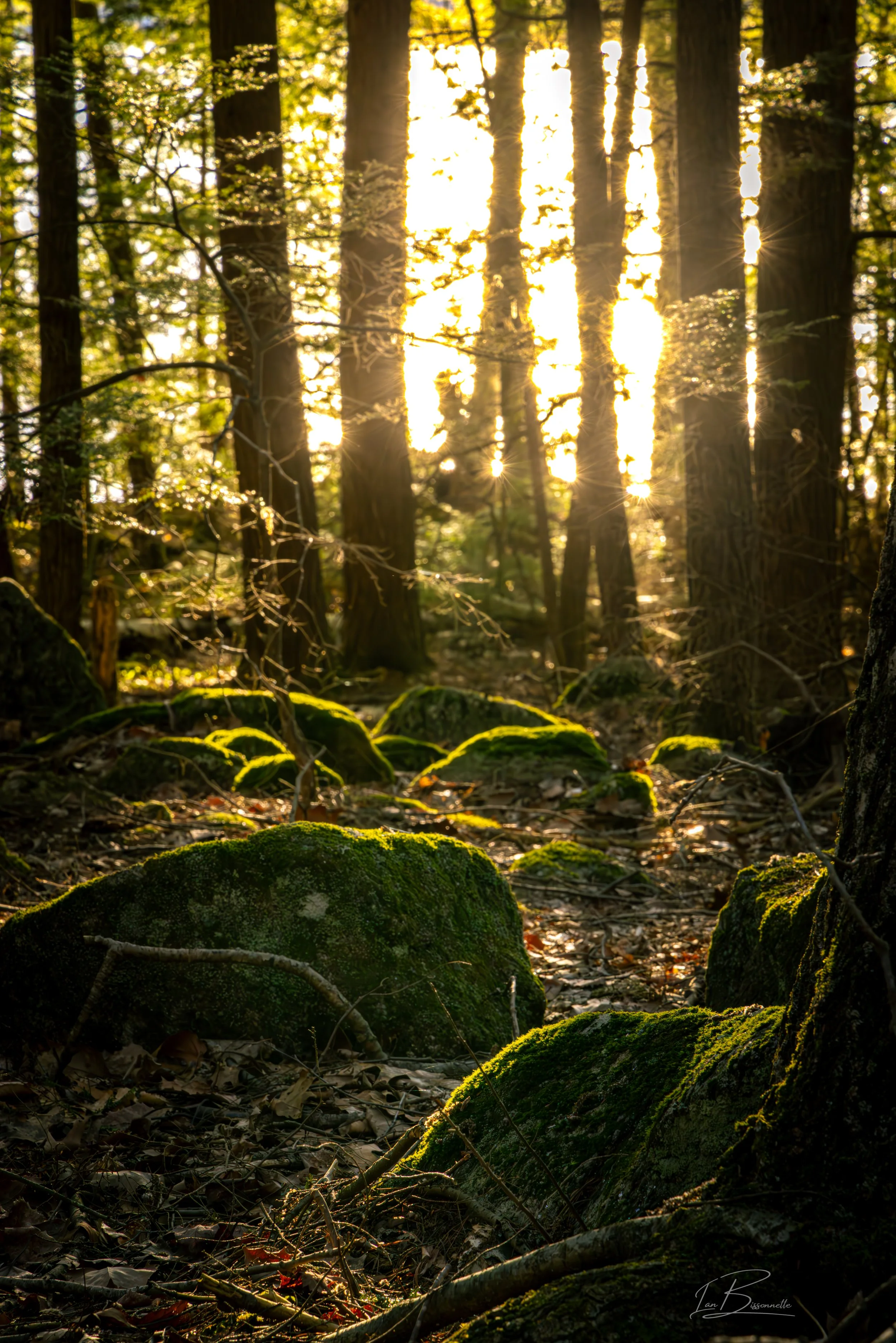 Standard New England Woods