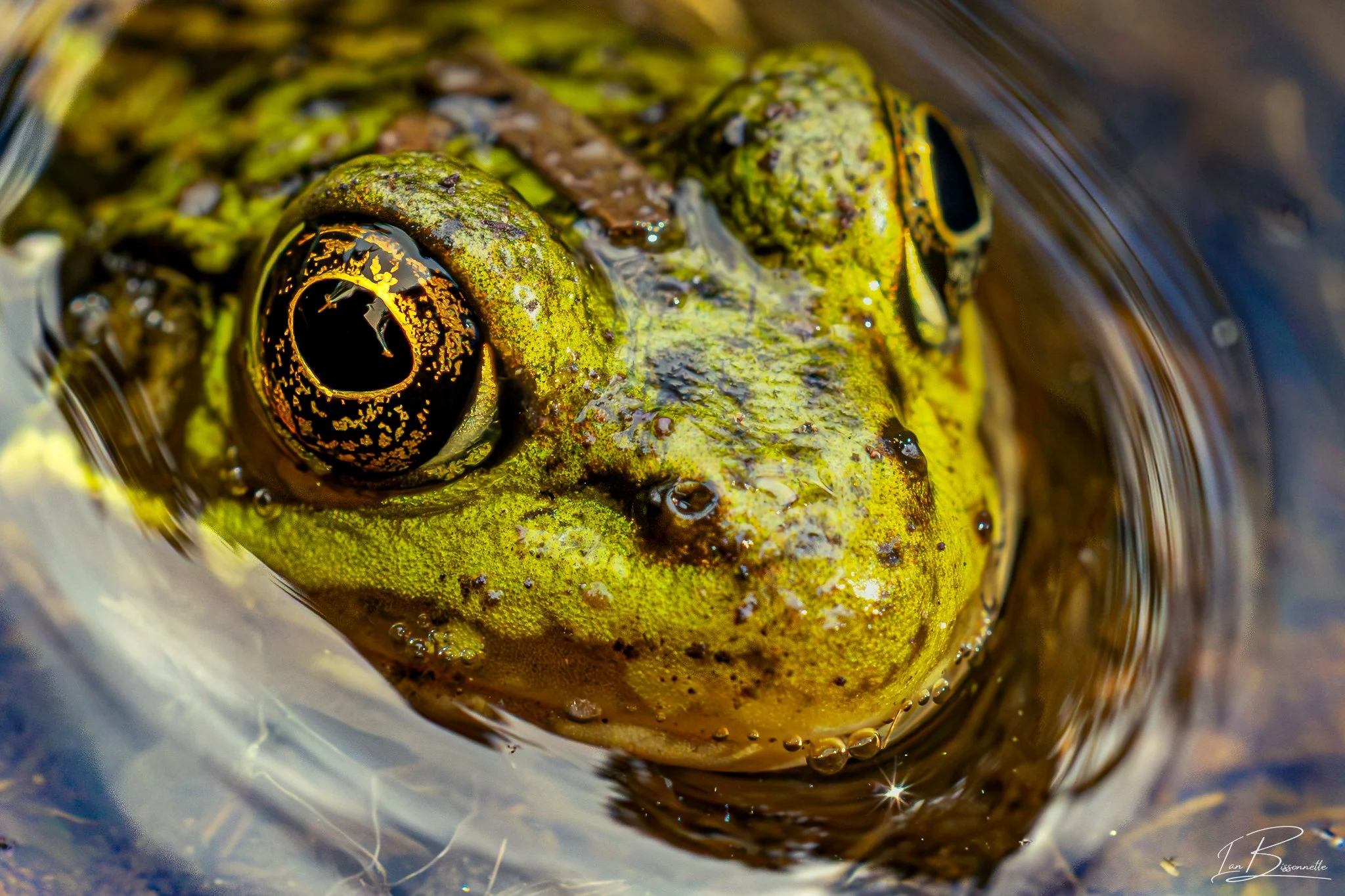 Toad: "What am i looking at??"