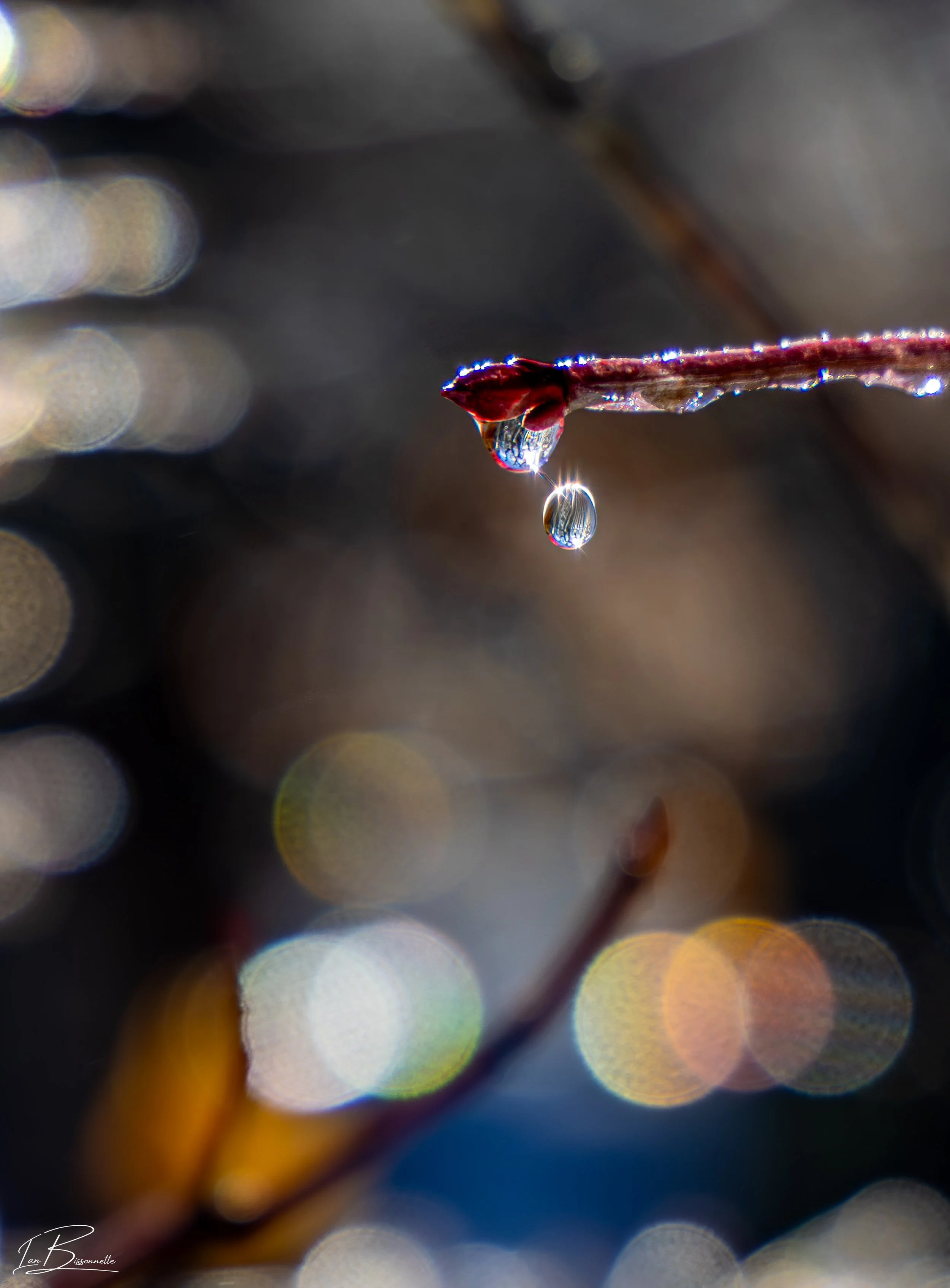 Double Drop