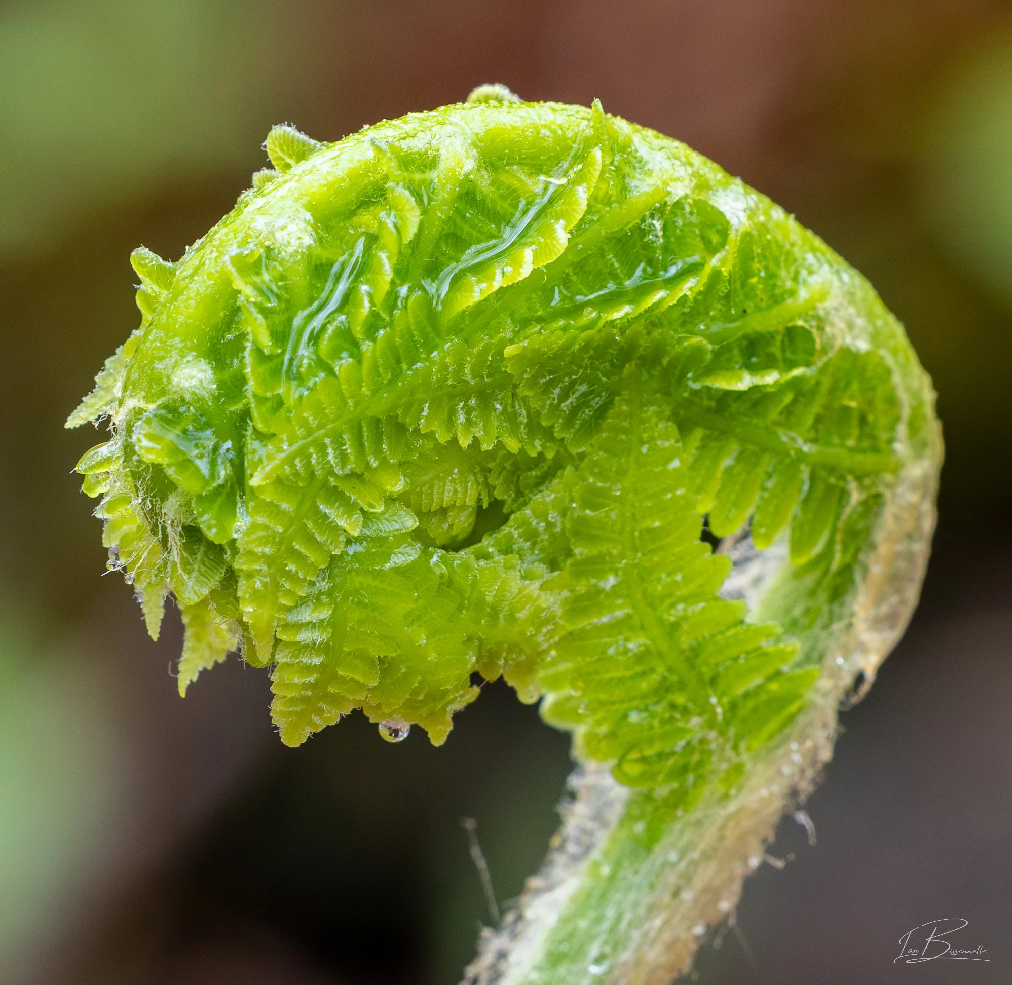 Ferny