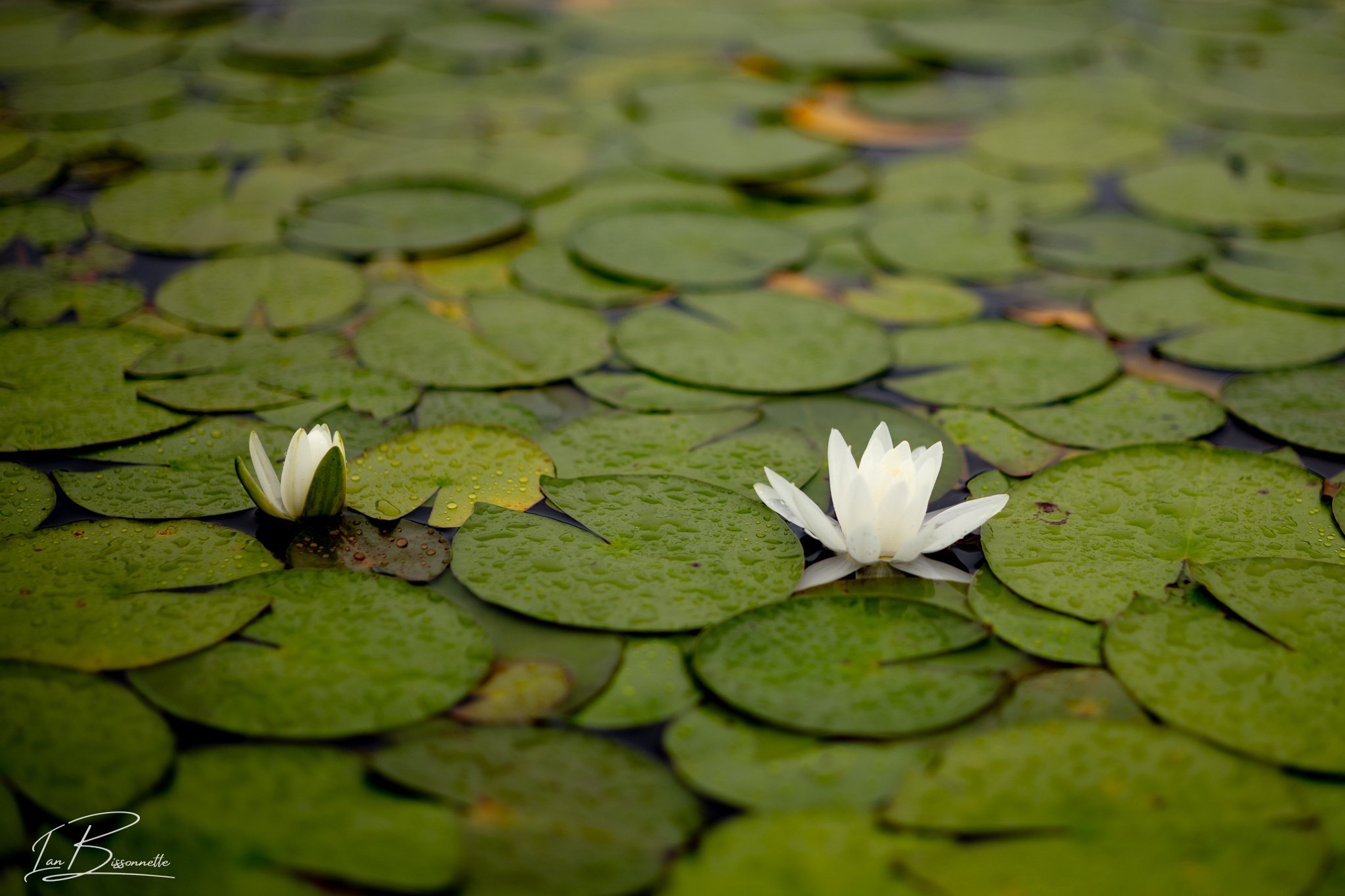 Water Lily