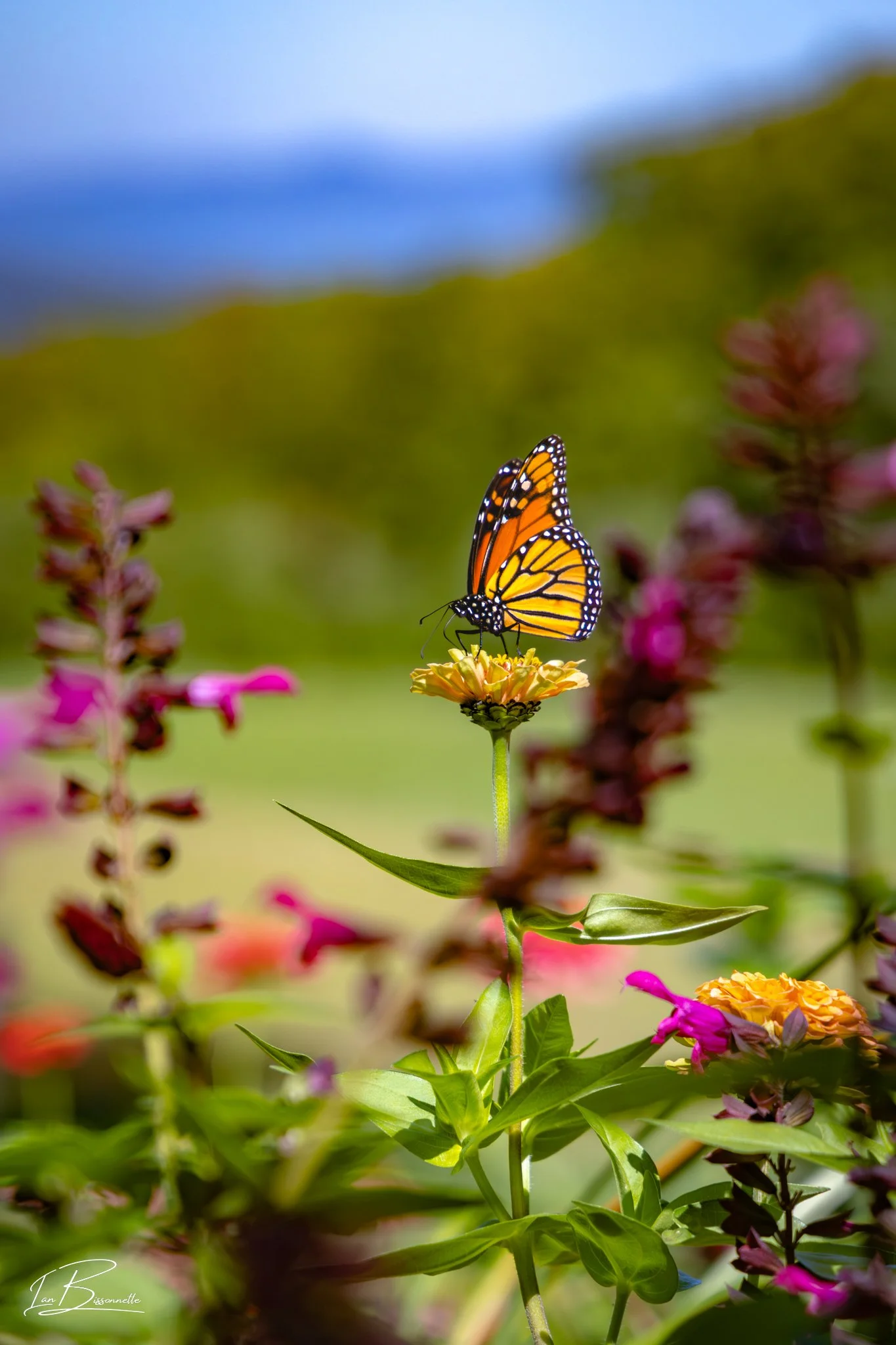 Monarch Perched