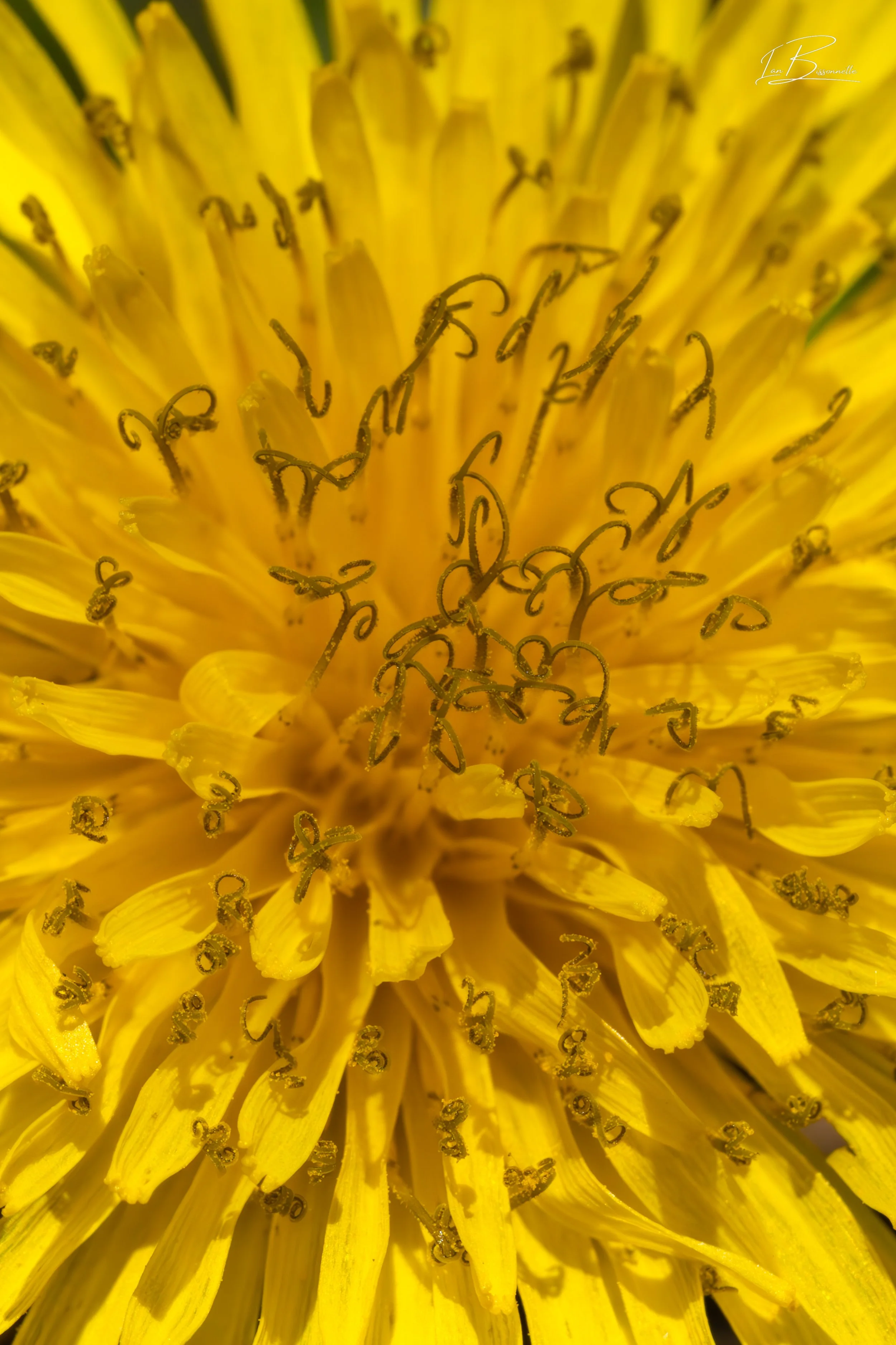 Just Dandy