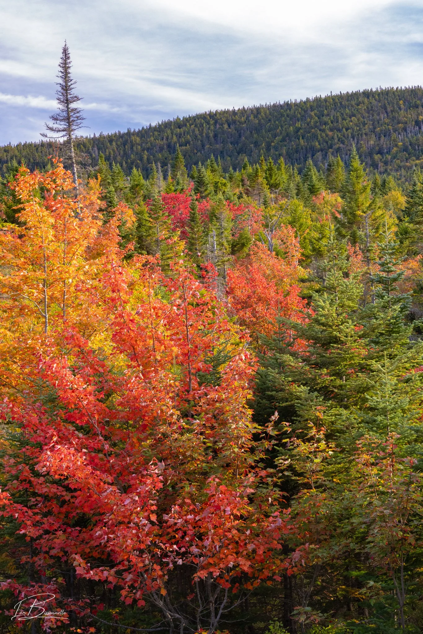 NH Fall Foliage