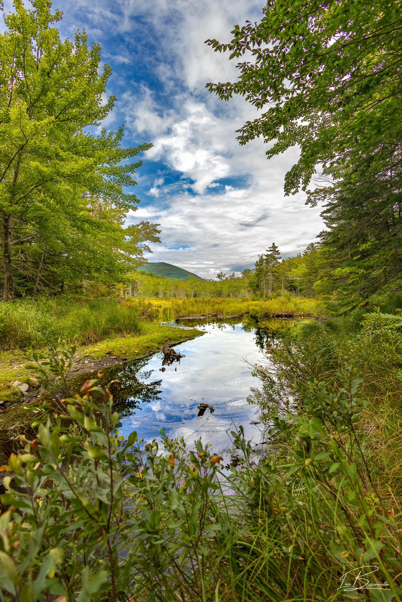 Guinea Pond Trail, NH