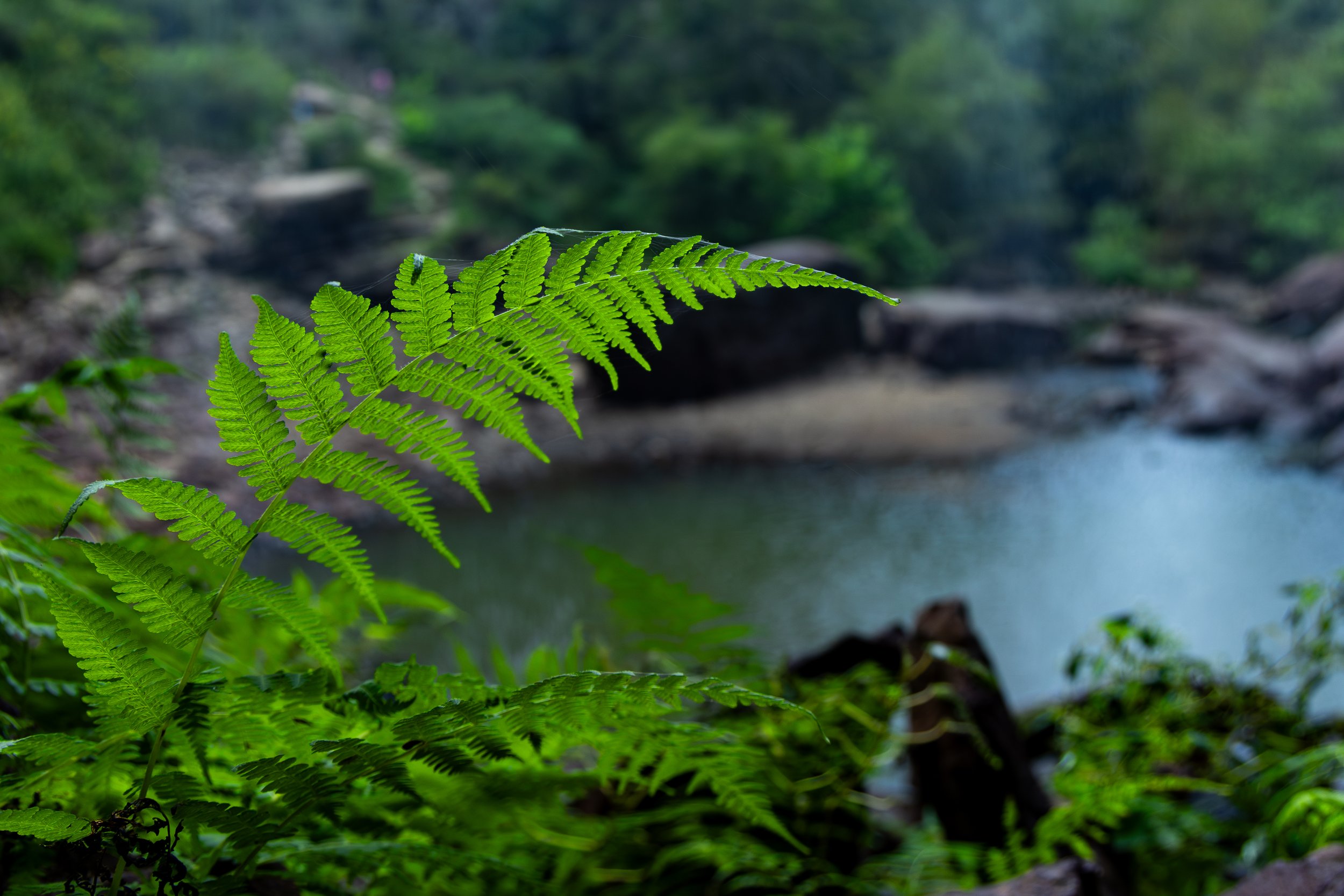 Jungle Life